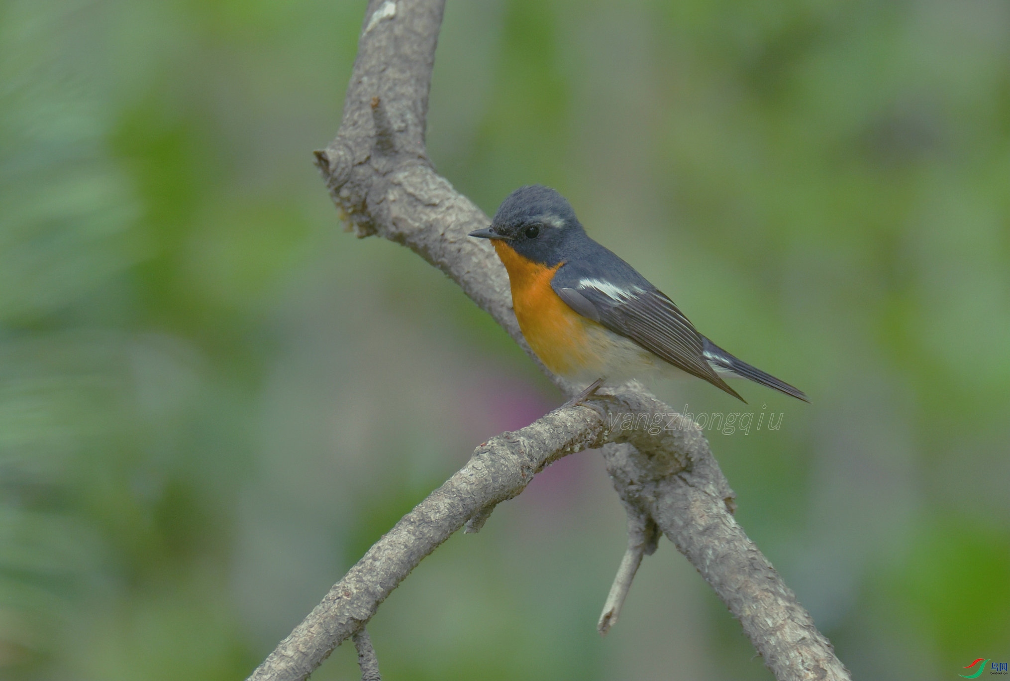 �z���O����