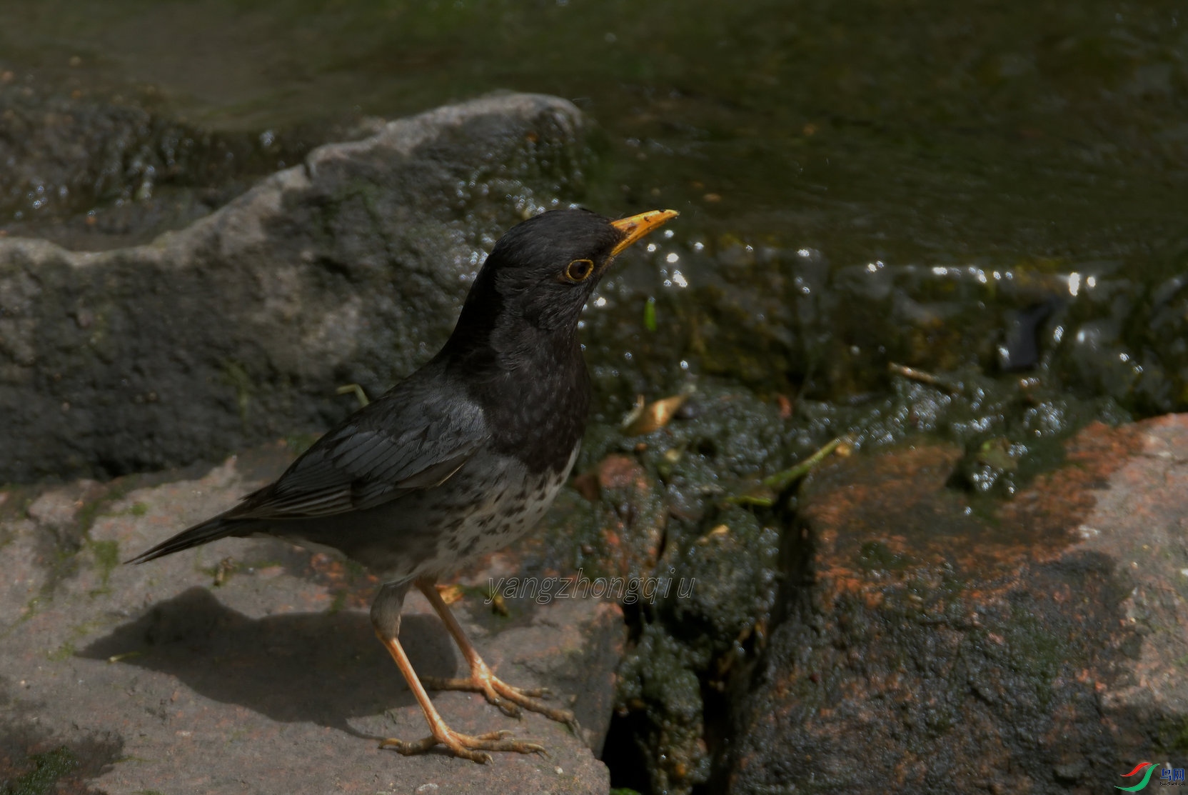 �ڻ�������