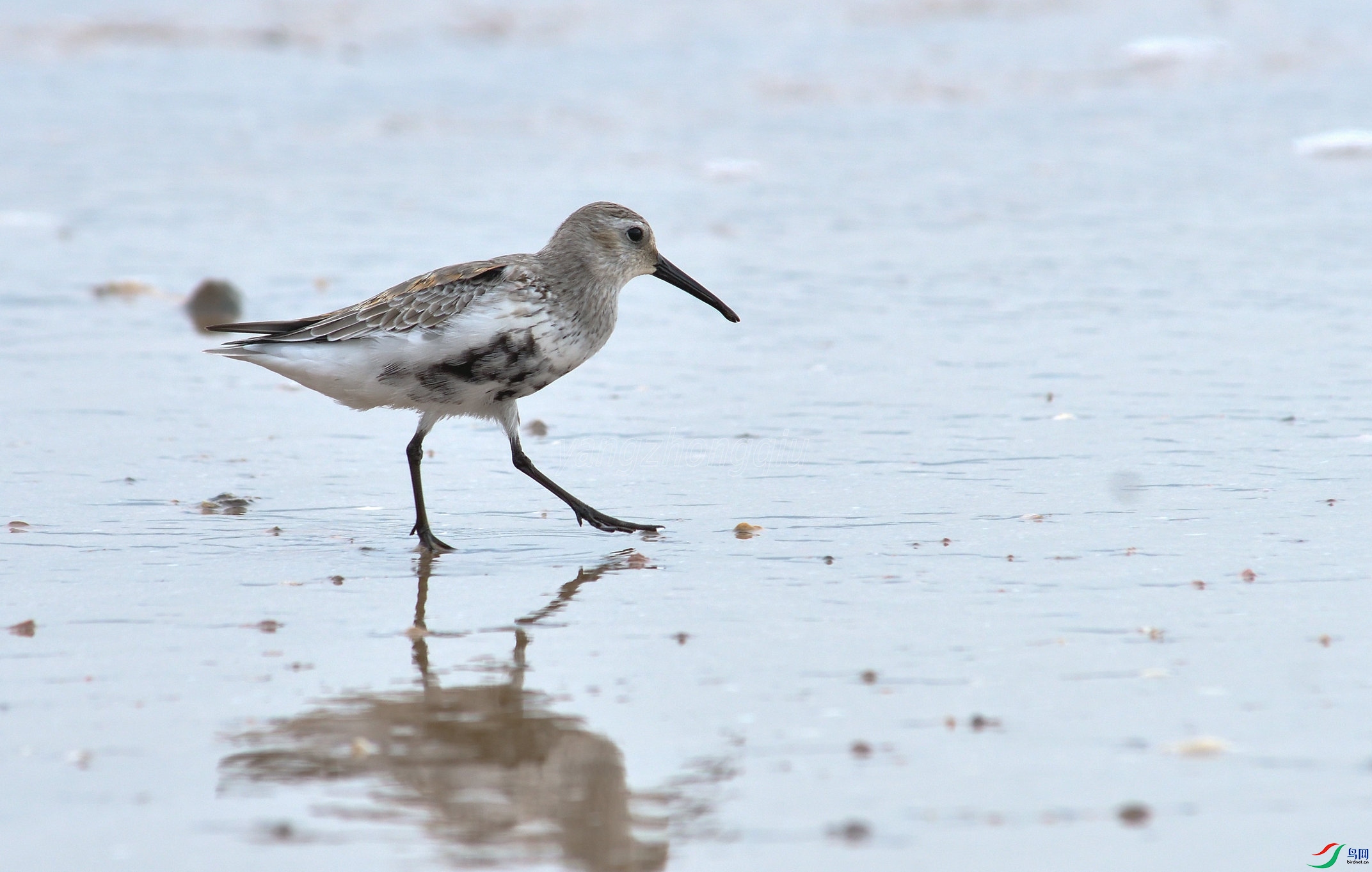 �ڸ�����