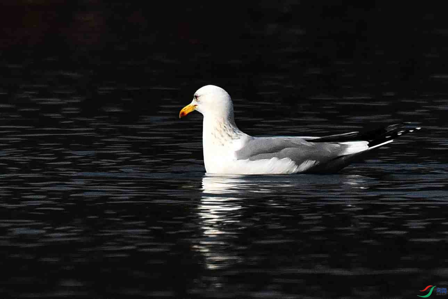 DSC_4810.JPG