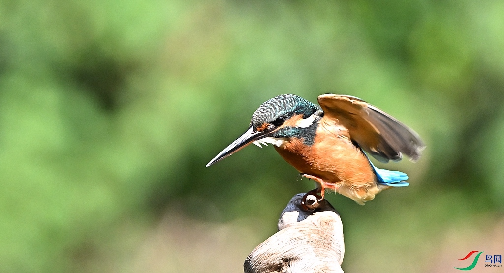 DSC_6532.JPG