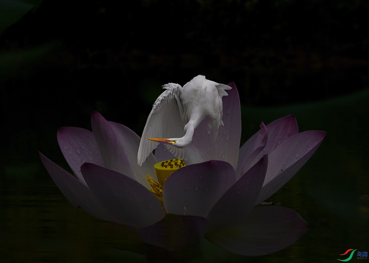 C93W9109-A.jpg