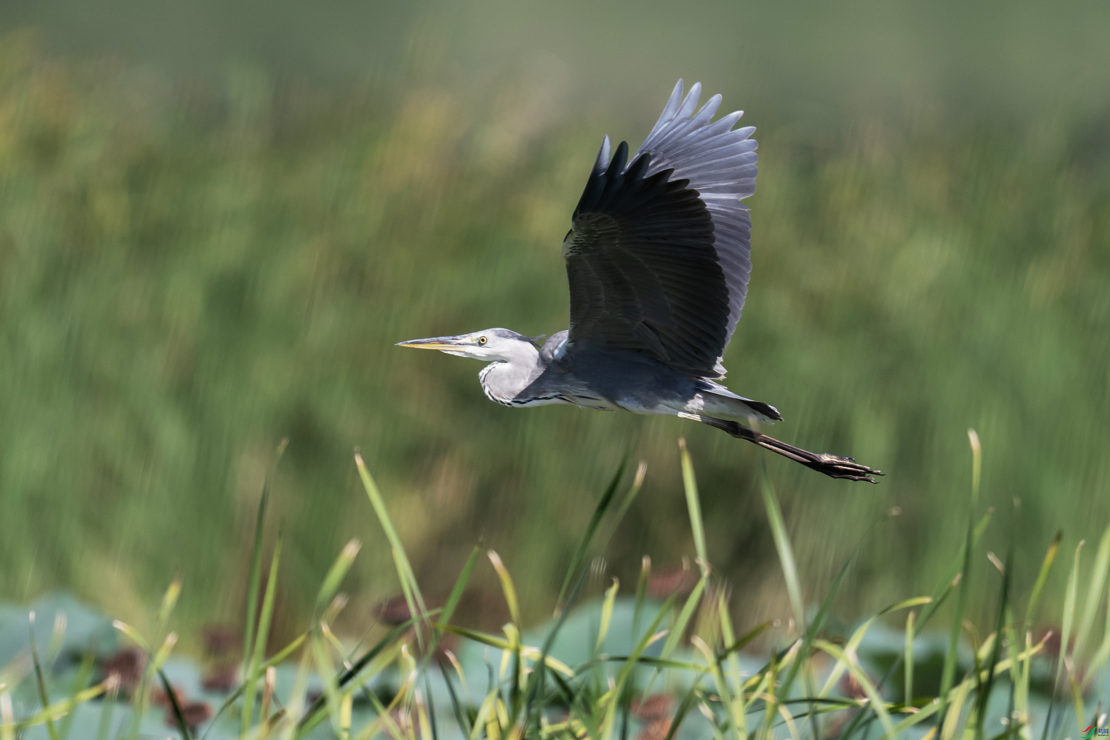 DSC_6569 ����.jpg