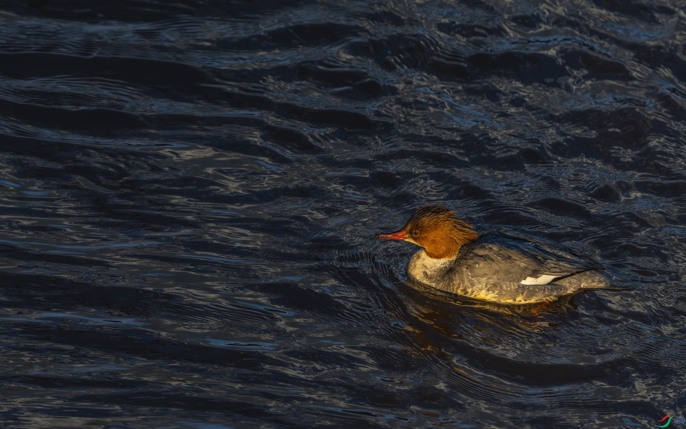 ��ͨ��ɳѼ  (3)-1.jpg