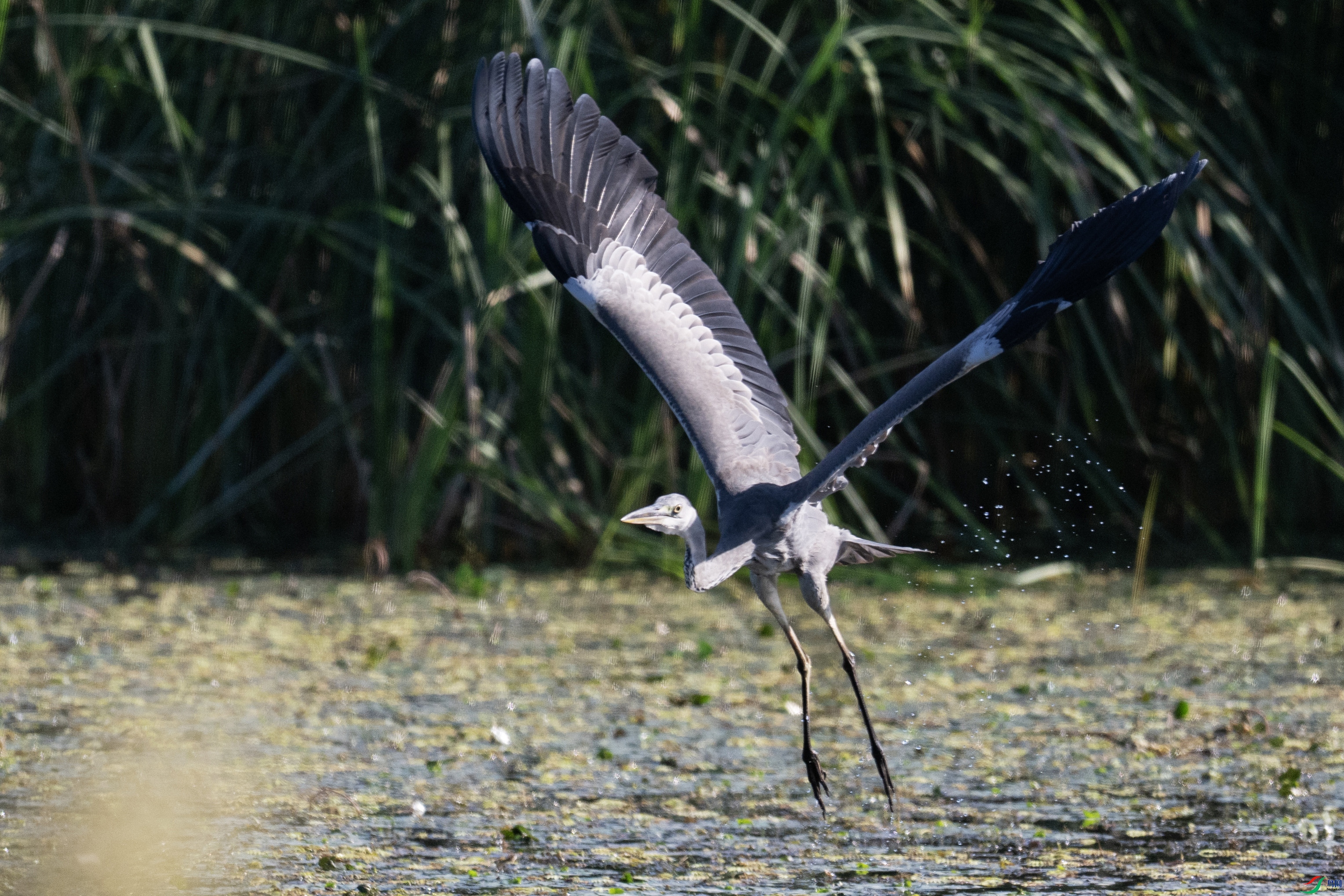 DSC_6441 ����.jpg