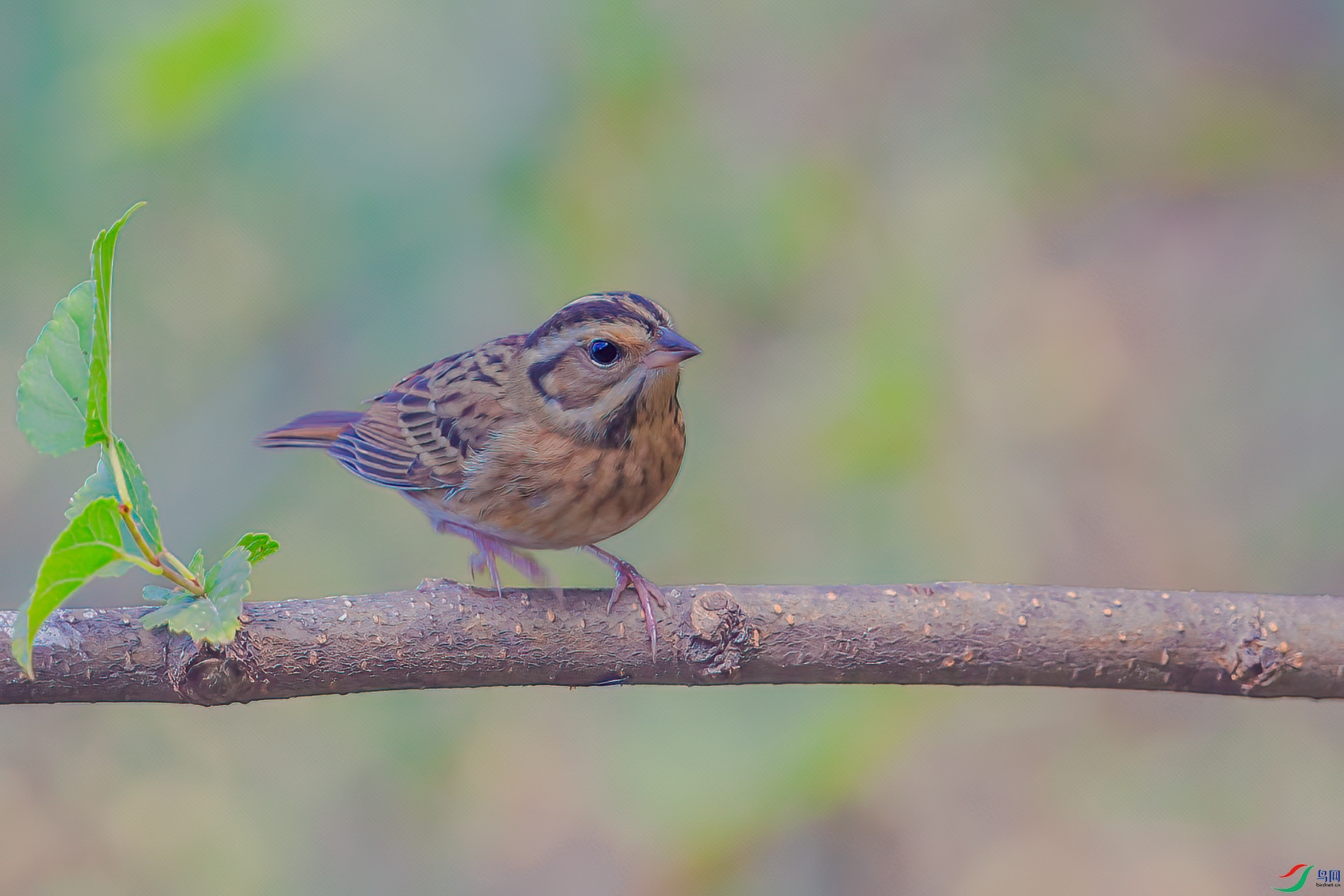 AQ4P1092-1.jpg
