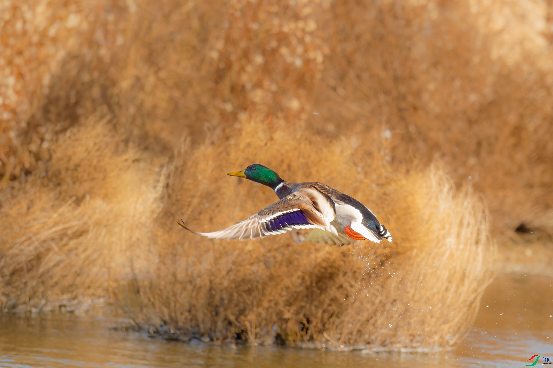 sen2016 11-22-8-�༭-2.jpg