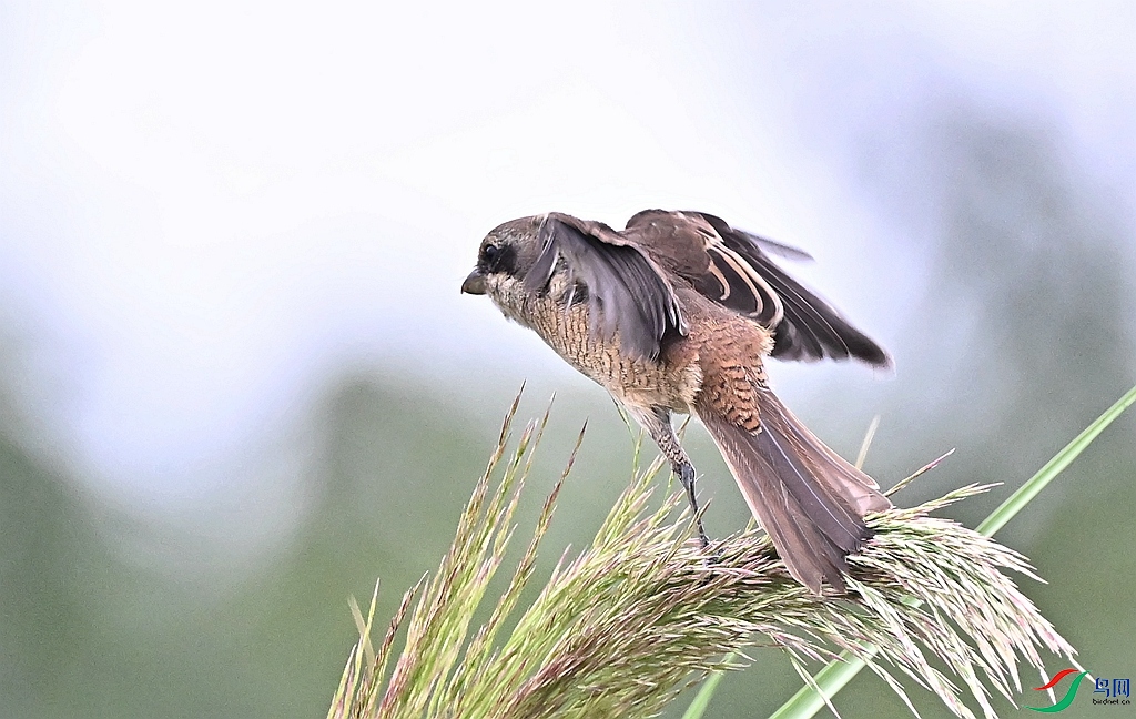 DSC_7697.JPG