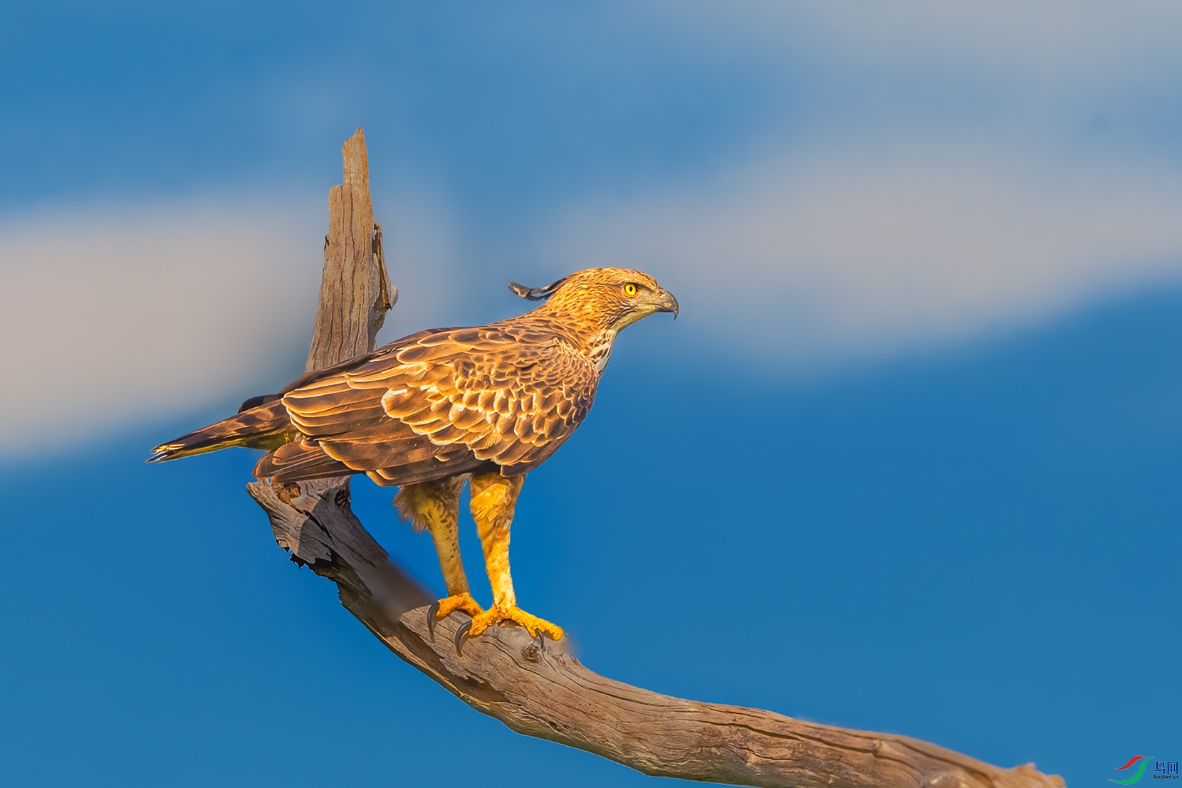 ��ͷӥ��----ӥ����ľ������