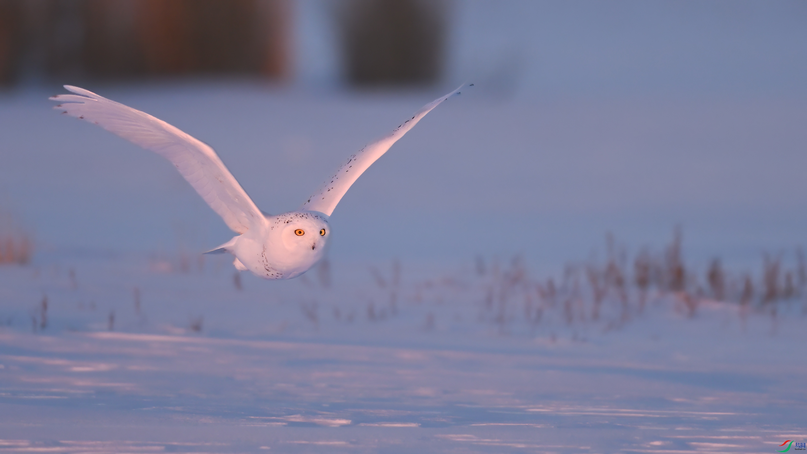 ѩ�^DSC_7502.jpg