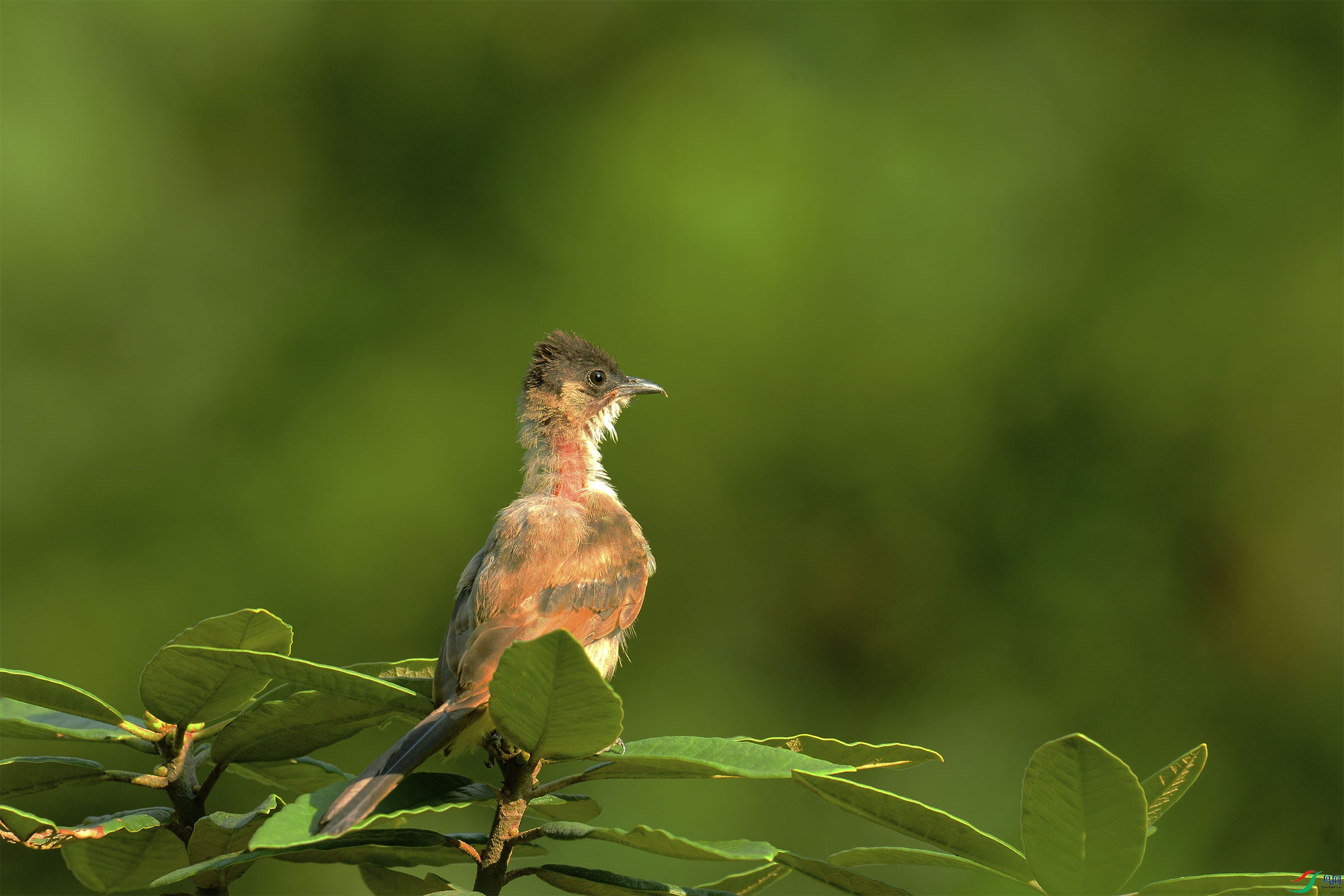 ����δ��