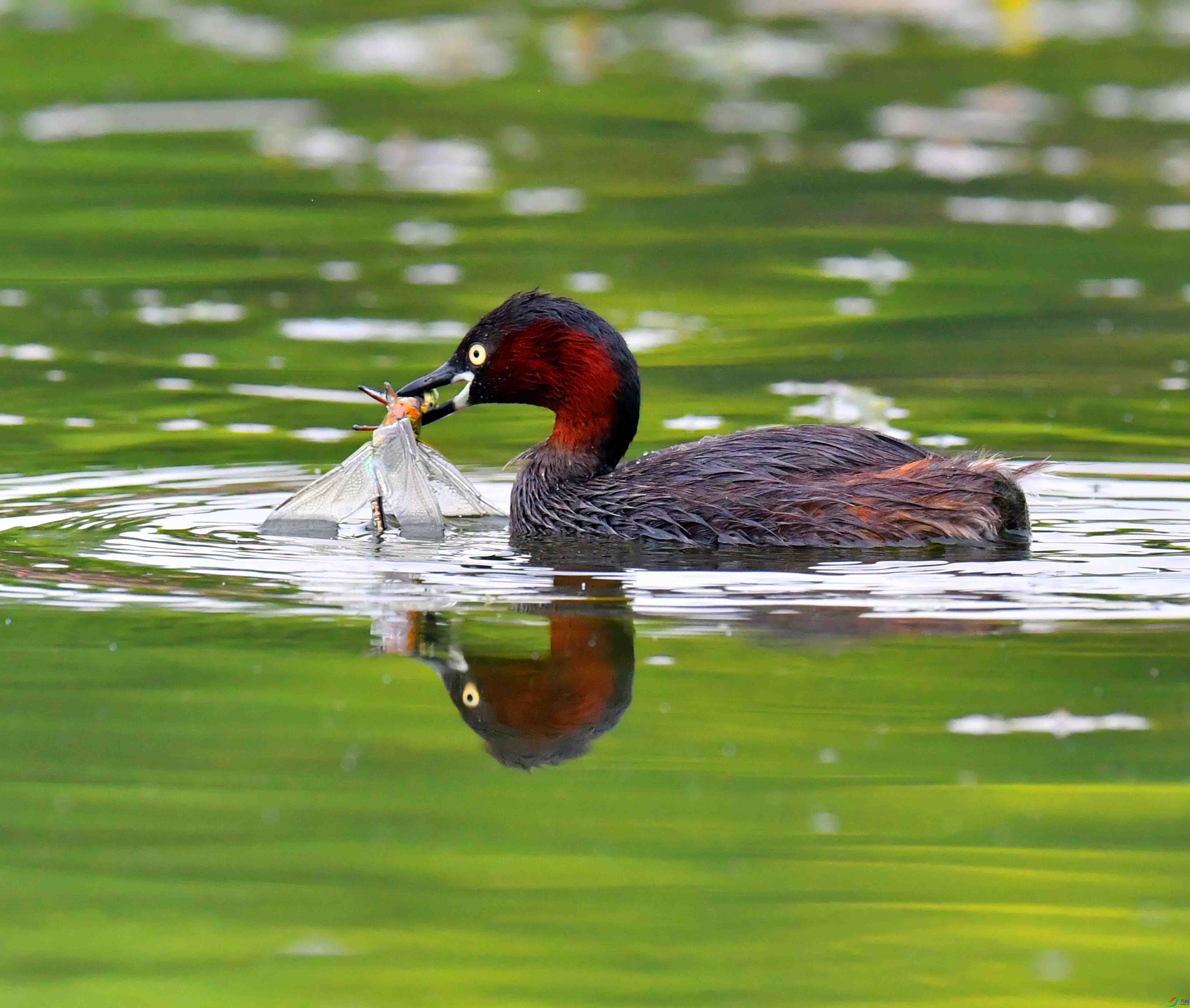 DSC_6079.JPG