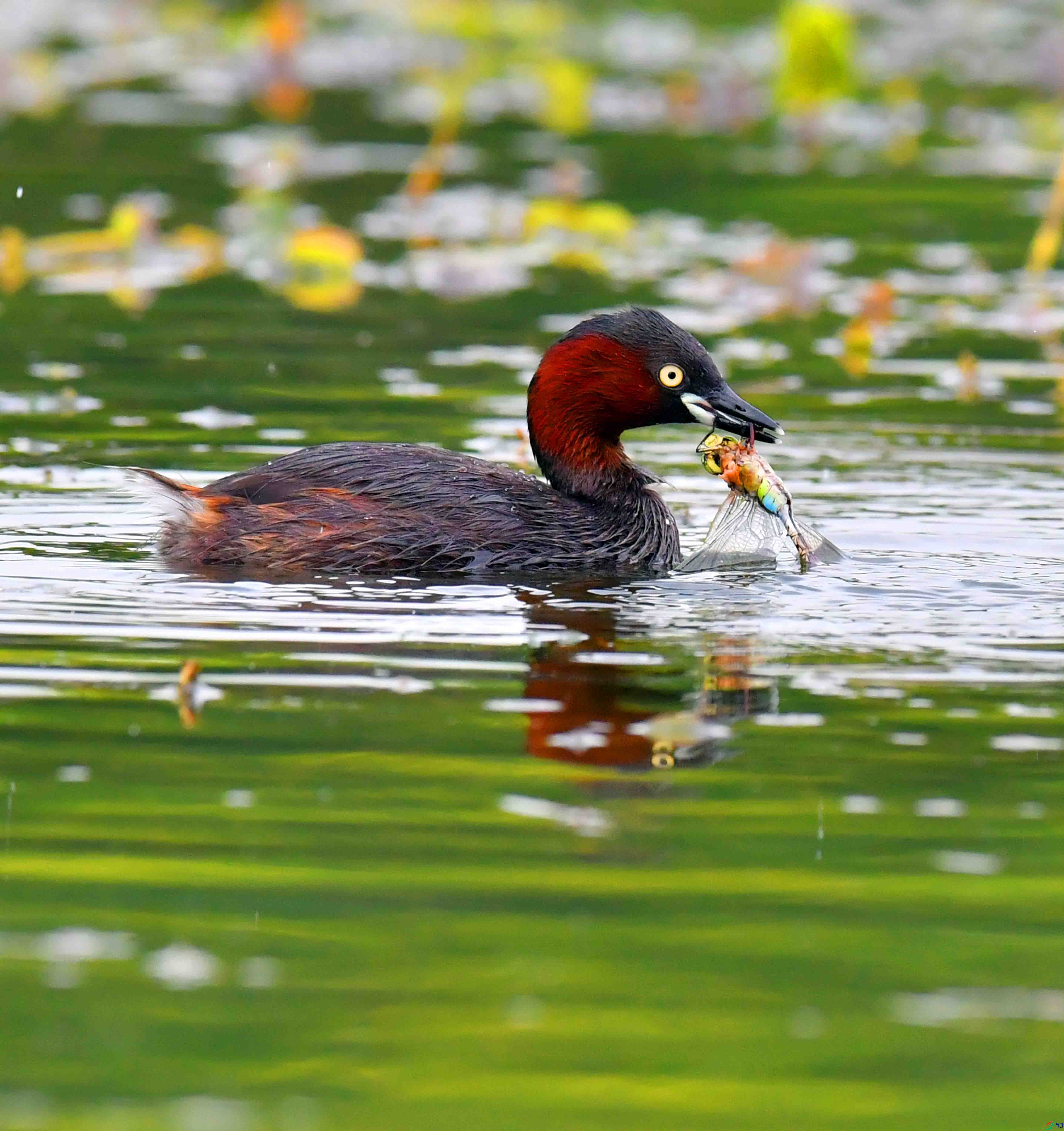 DSC_6109.JPG