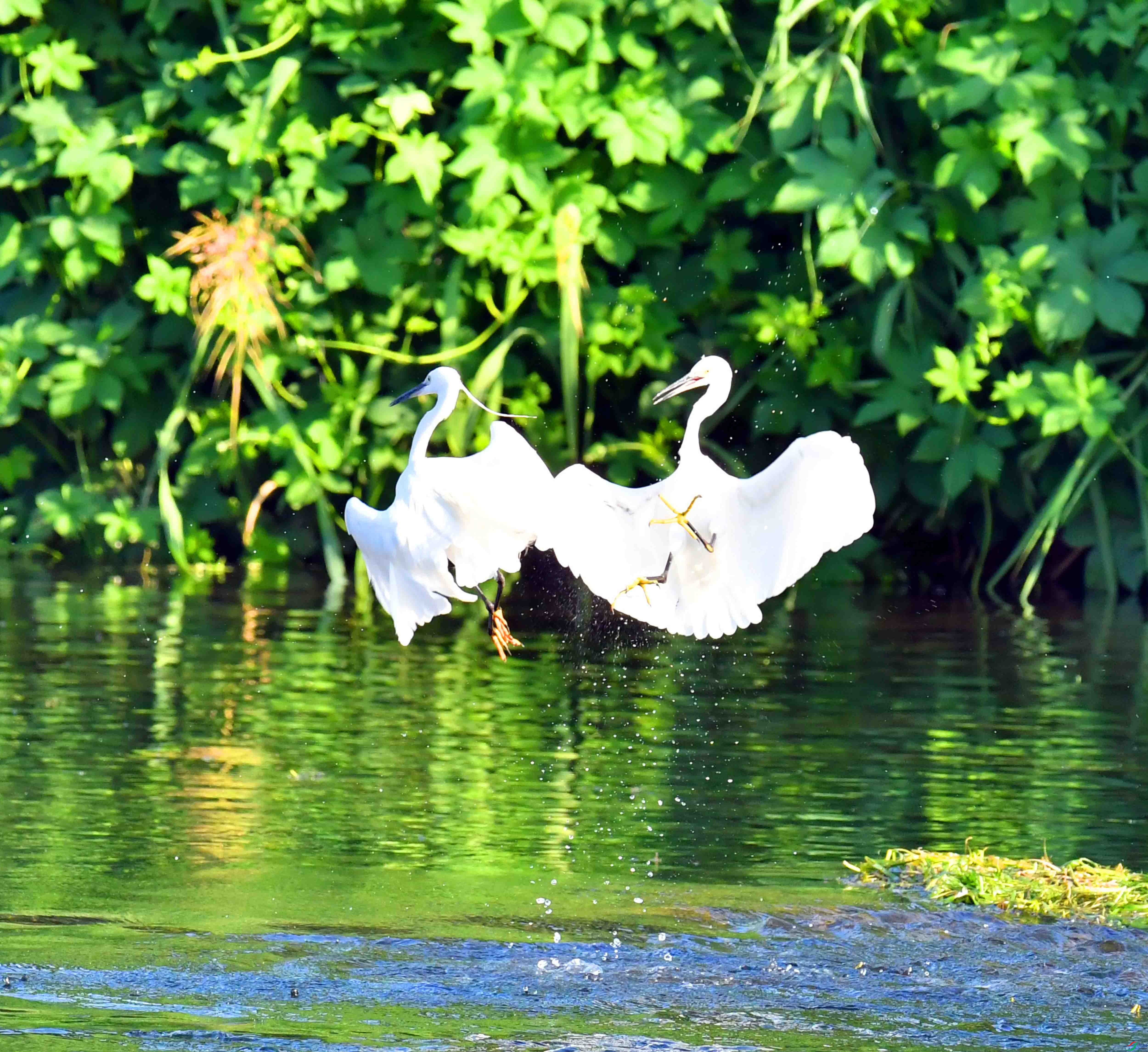 DSC_4418.JPG