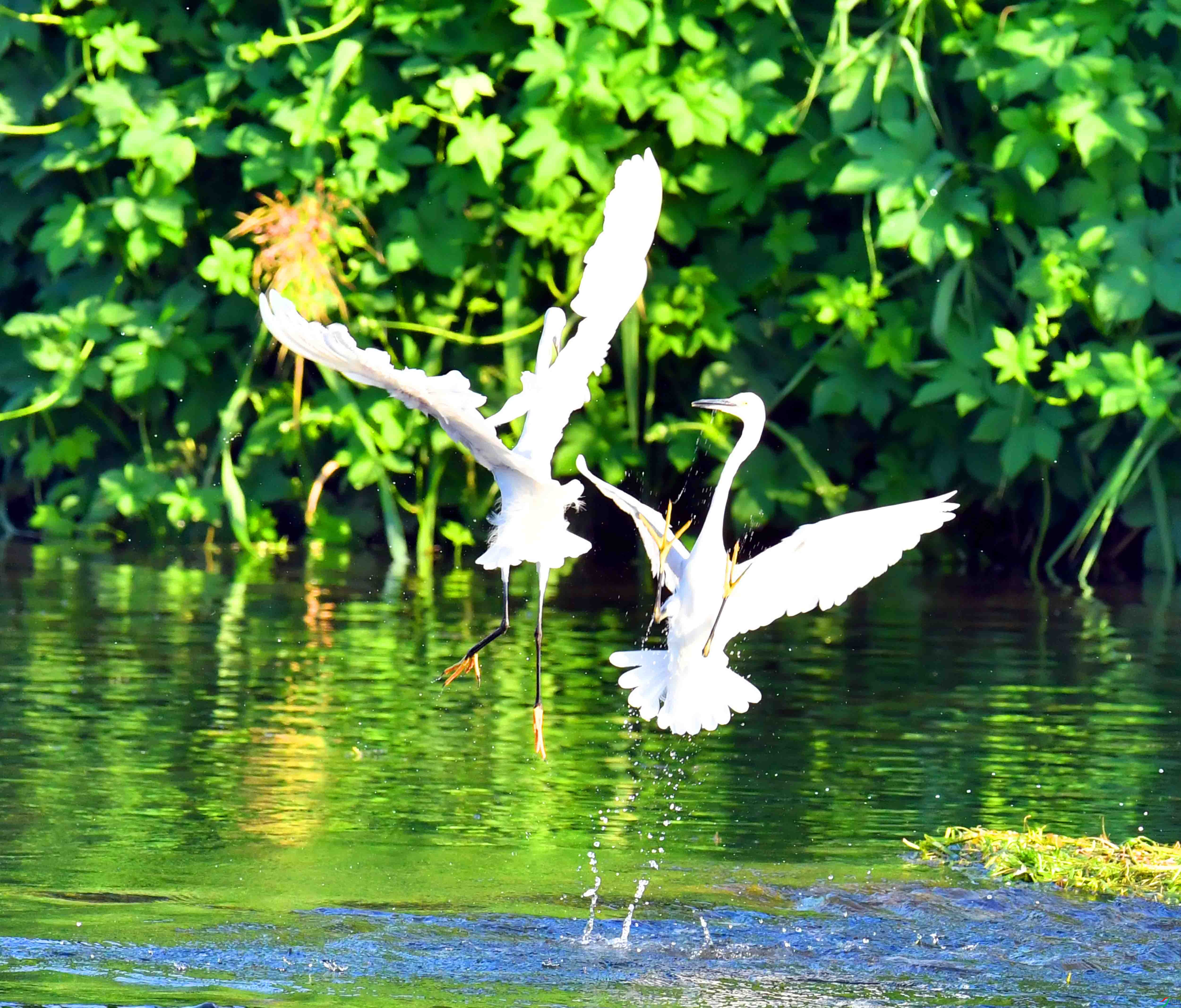 DSC_4417.JPG