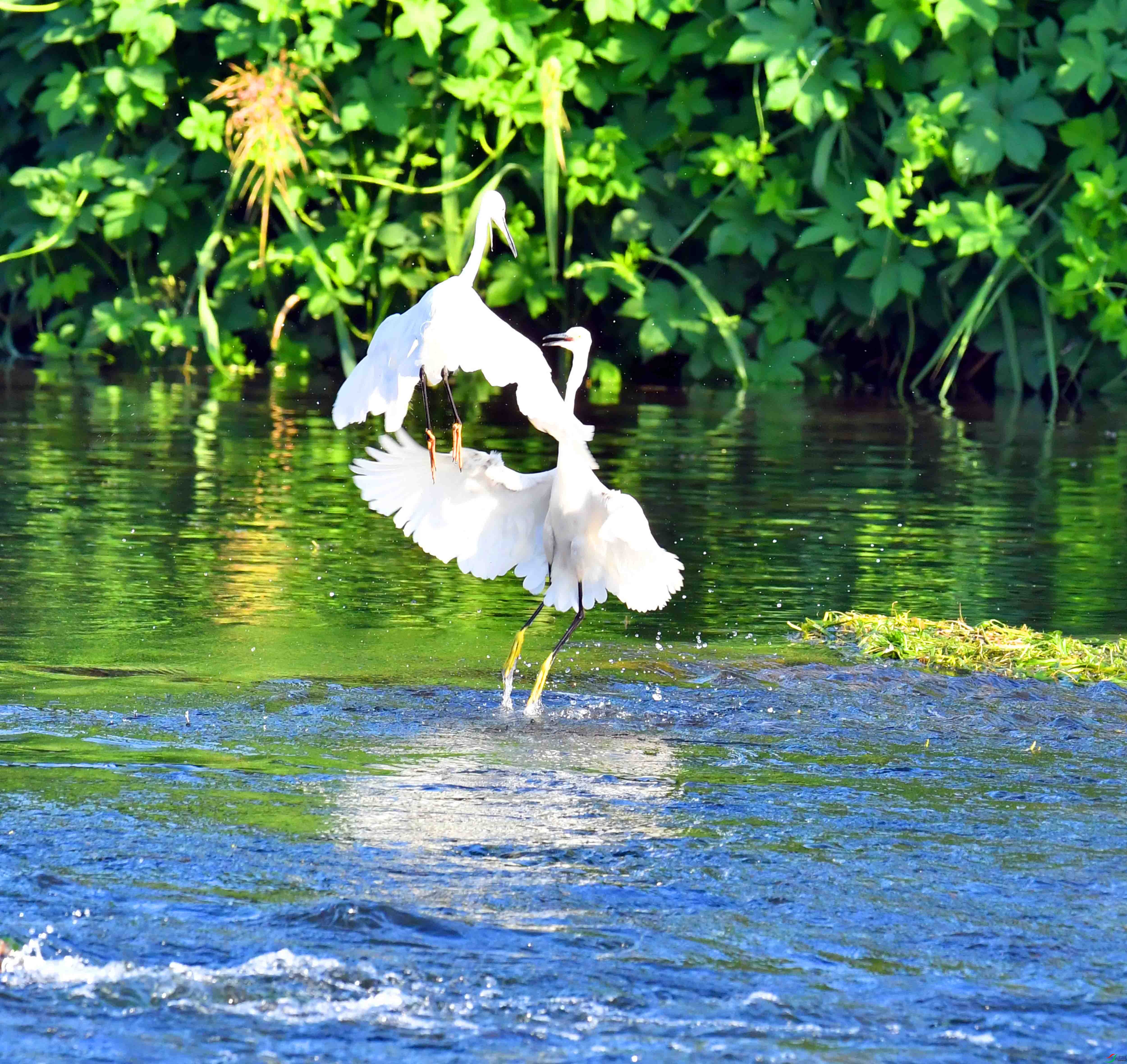 DSC_4416.JPG