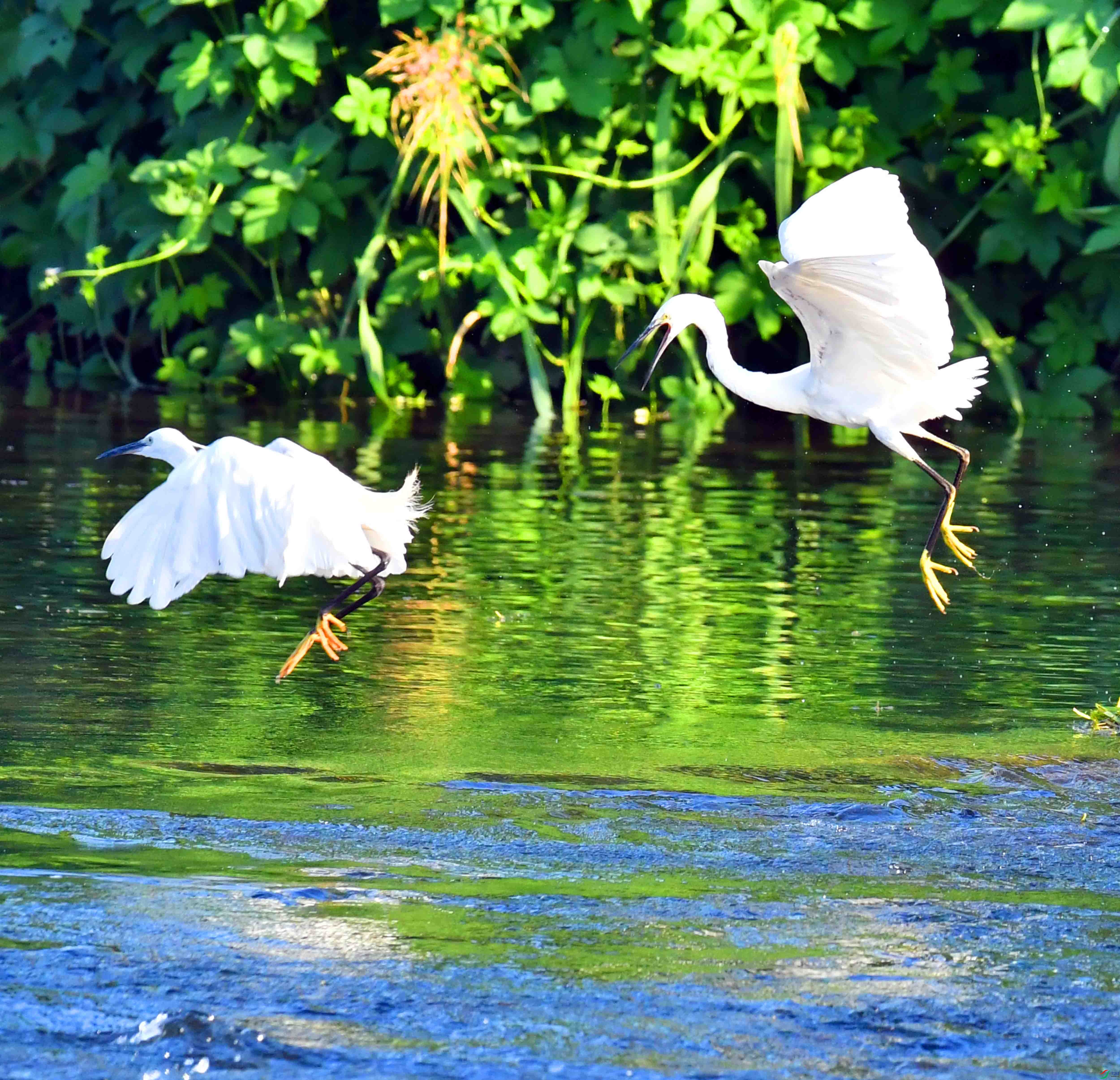 DSC_4419.JPG