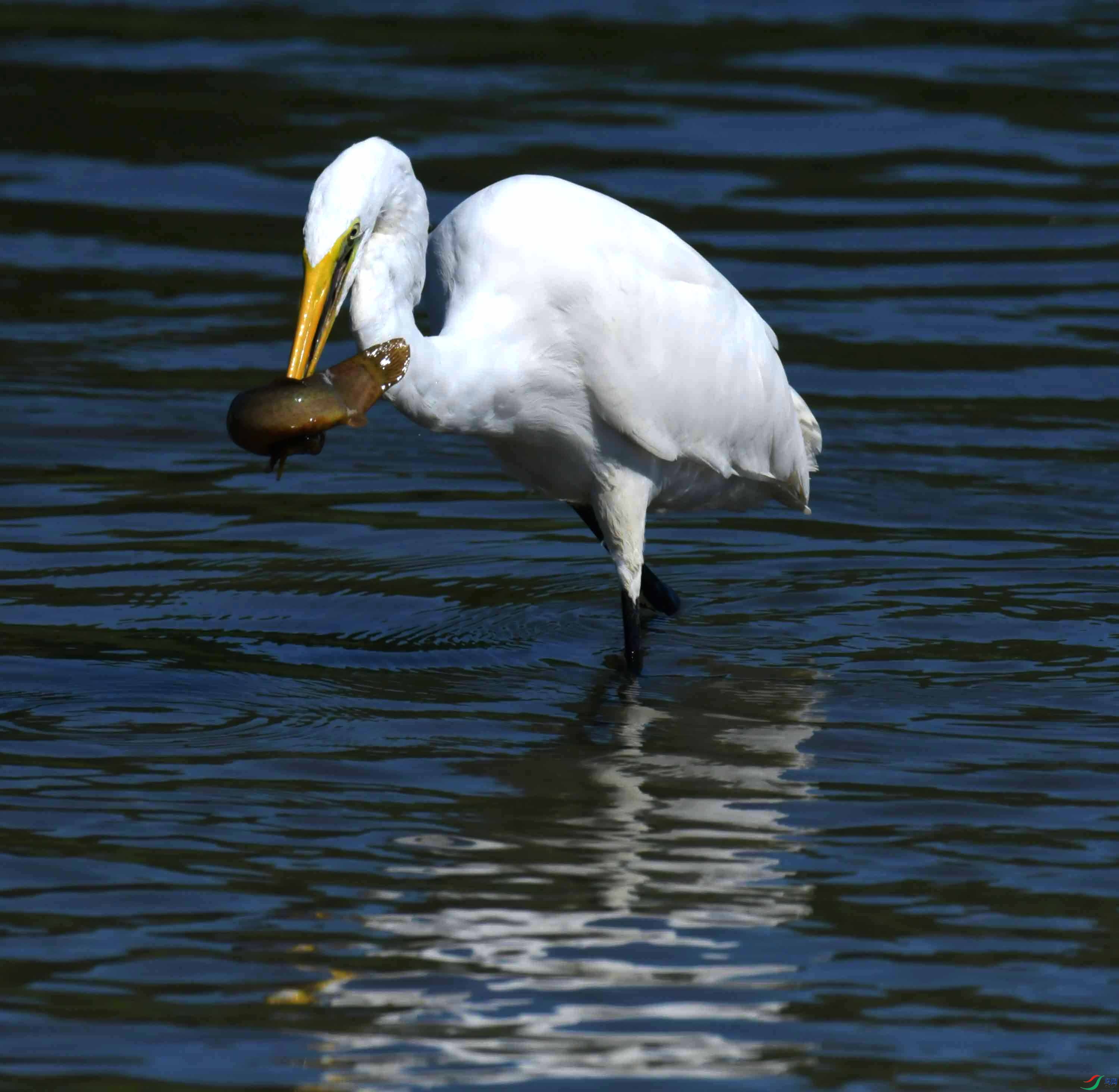 DSC_4454.JPG