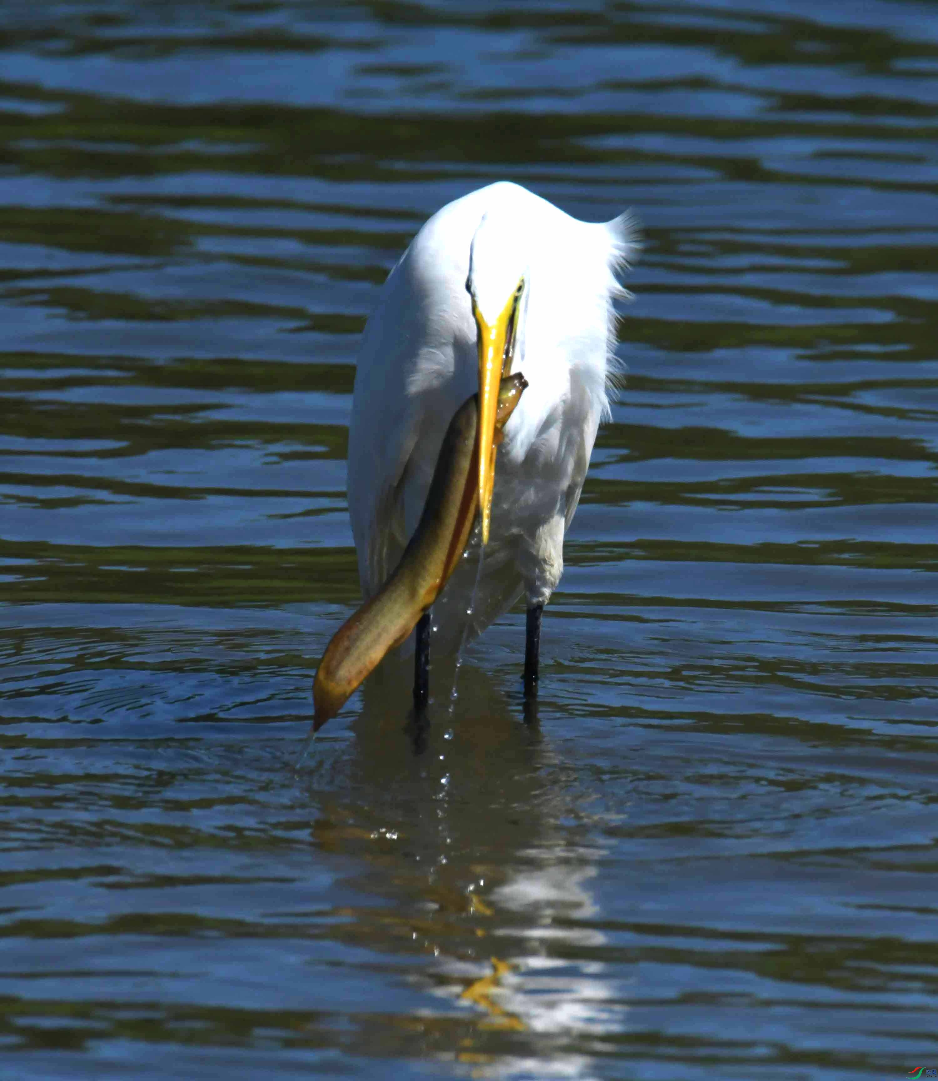 DSC_4508.JPG