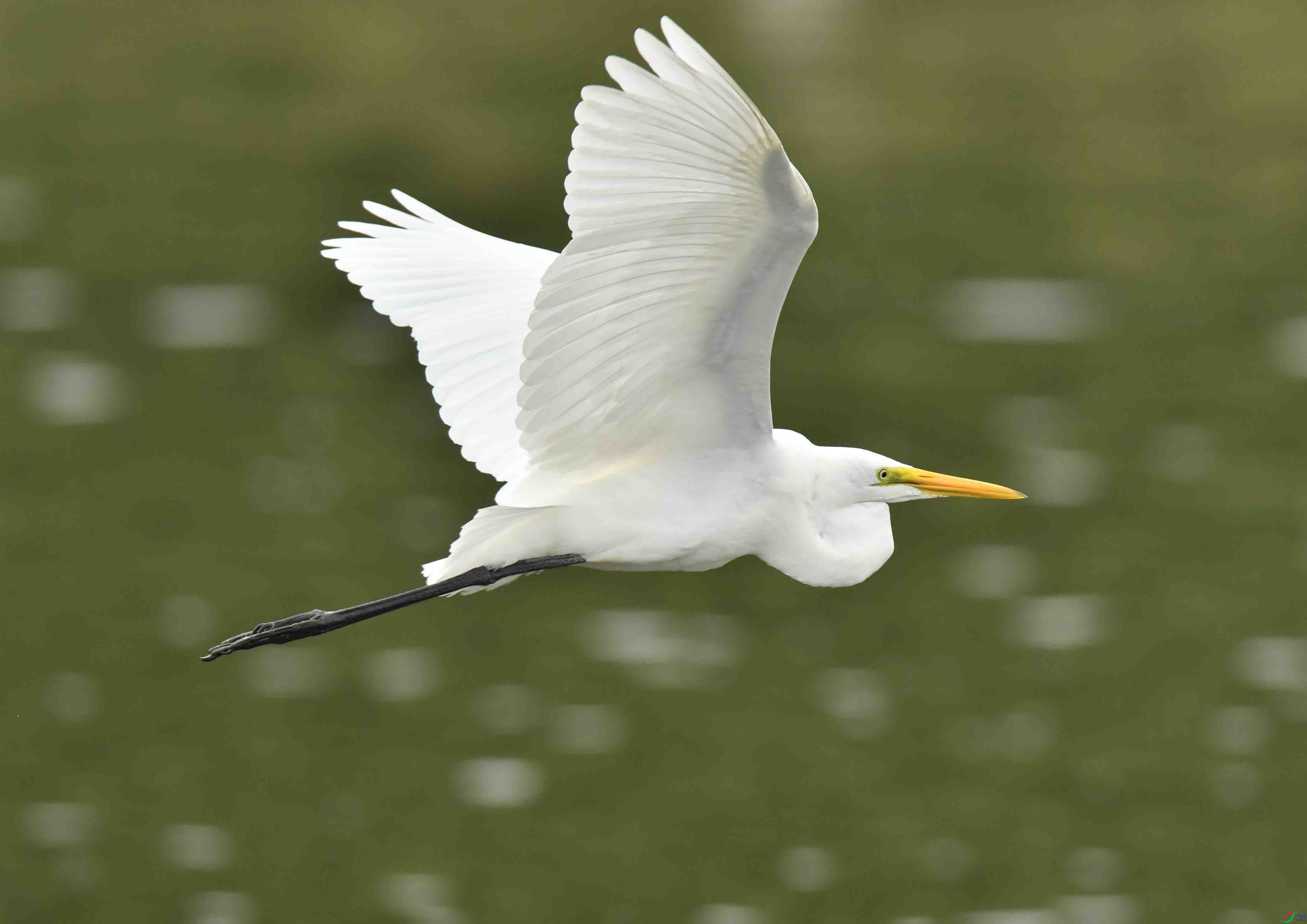 DSC_4517.JPG