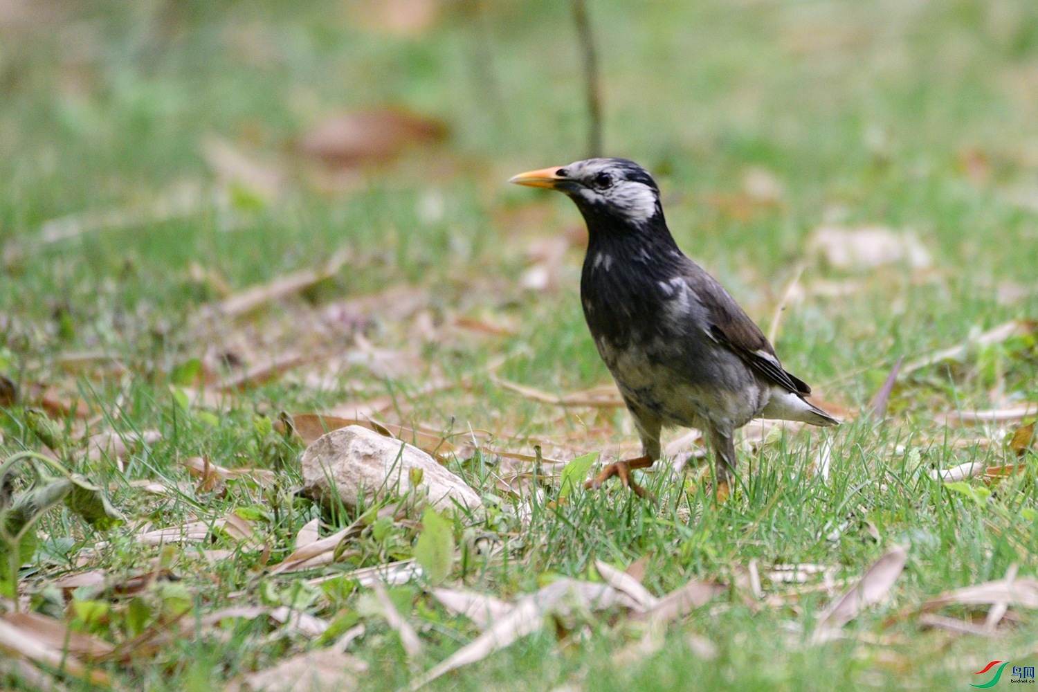 DSC_0496.JPG