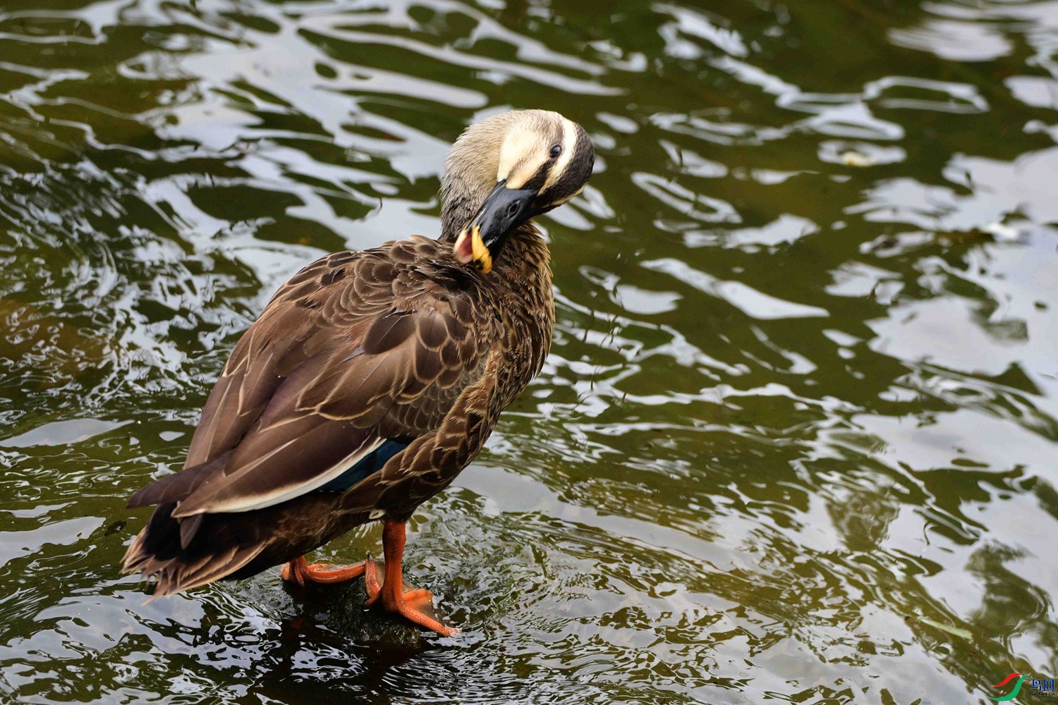 DSC_5961.JPG