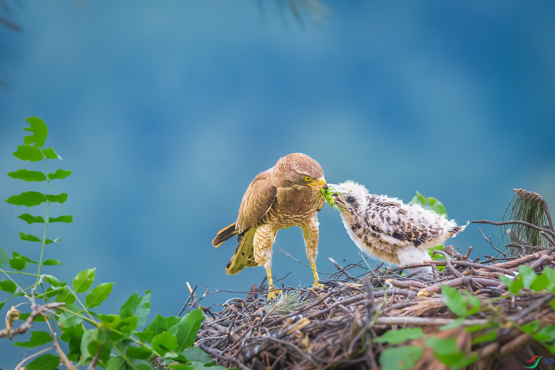 ������ӥ