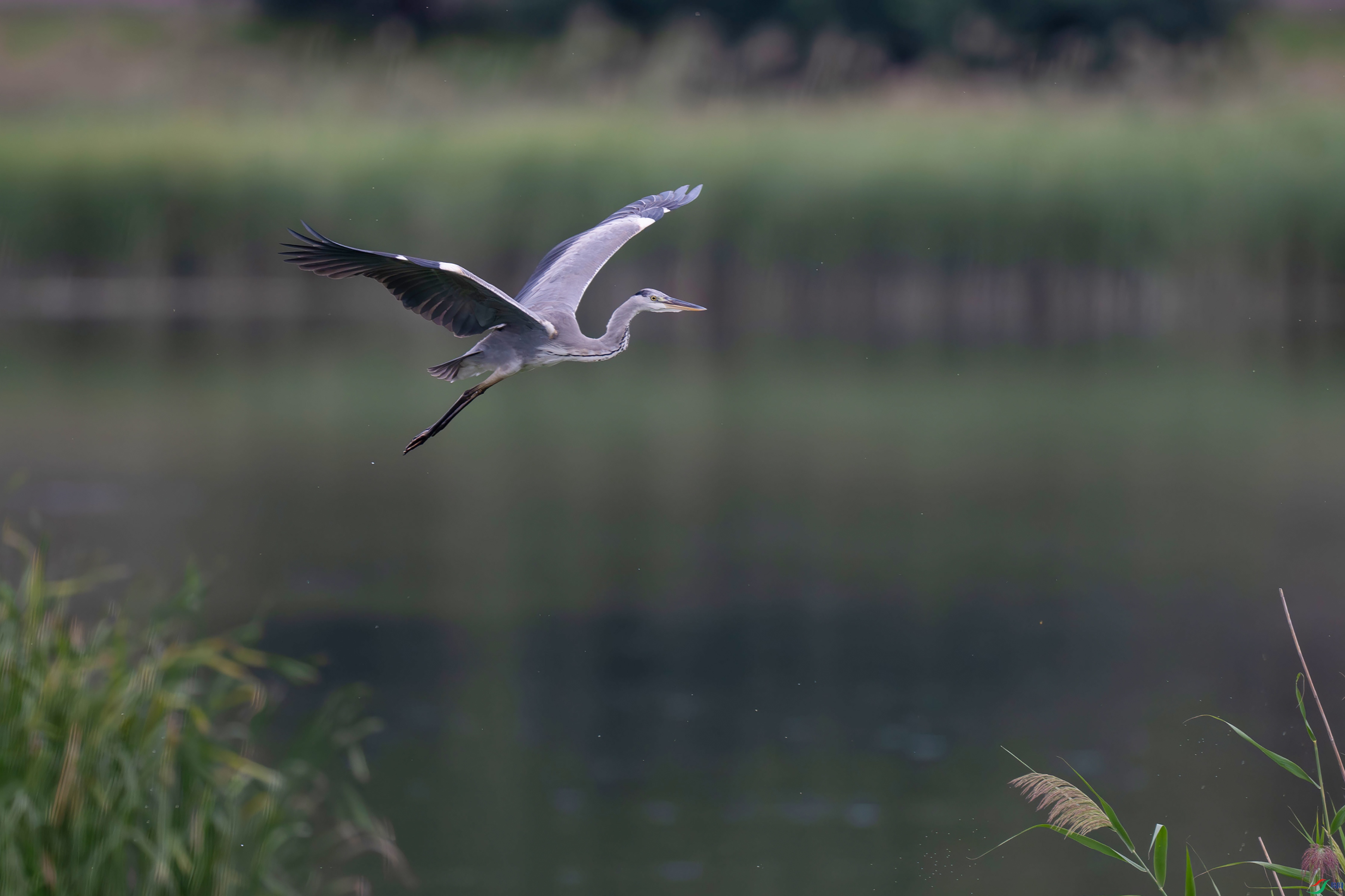 DSC_4379.jpg