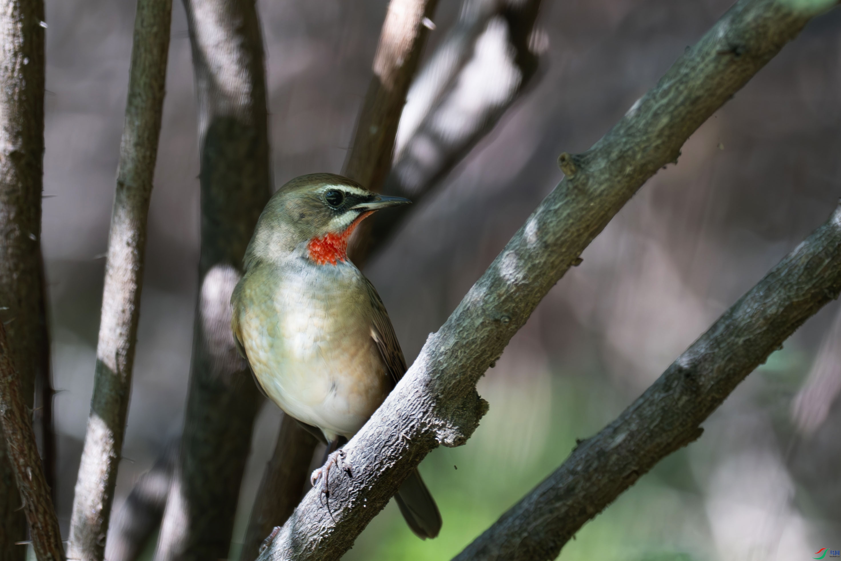 DSC_6610.jpg