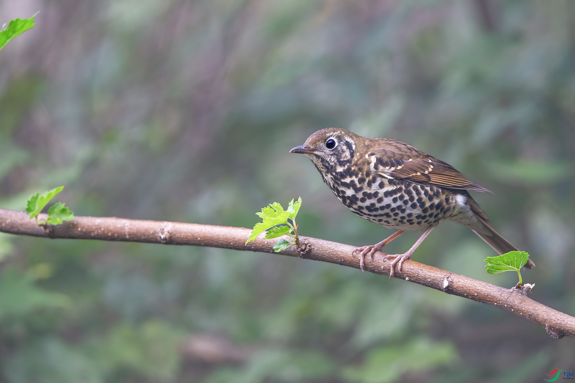 AQ4P0122-1.jpg