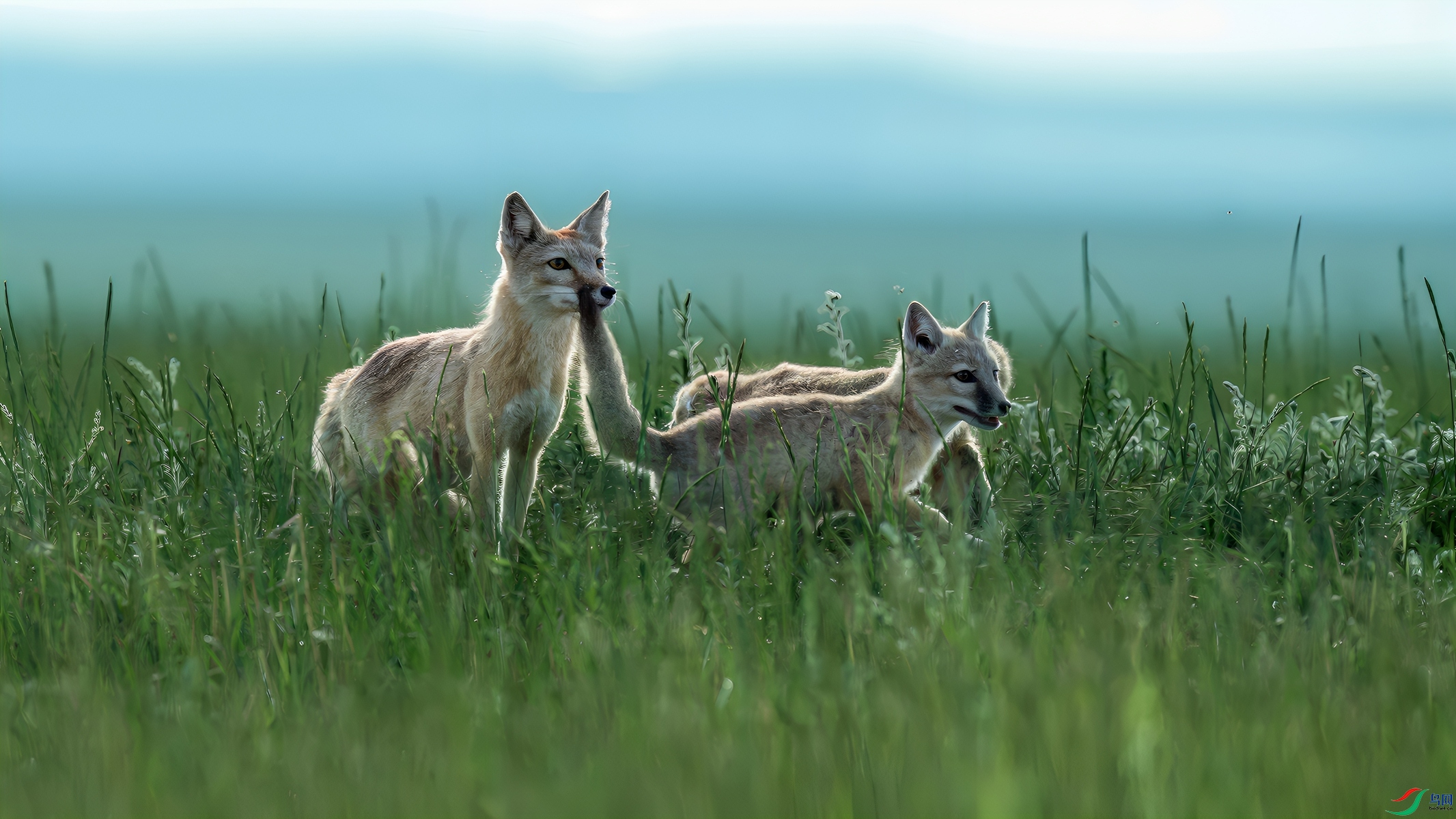 _DSC3300.jpgɳ��_����-topaz-enhance-topaz-denoise_���� ����-topaz-enhance_����_����.jpg