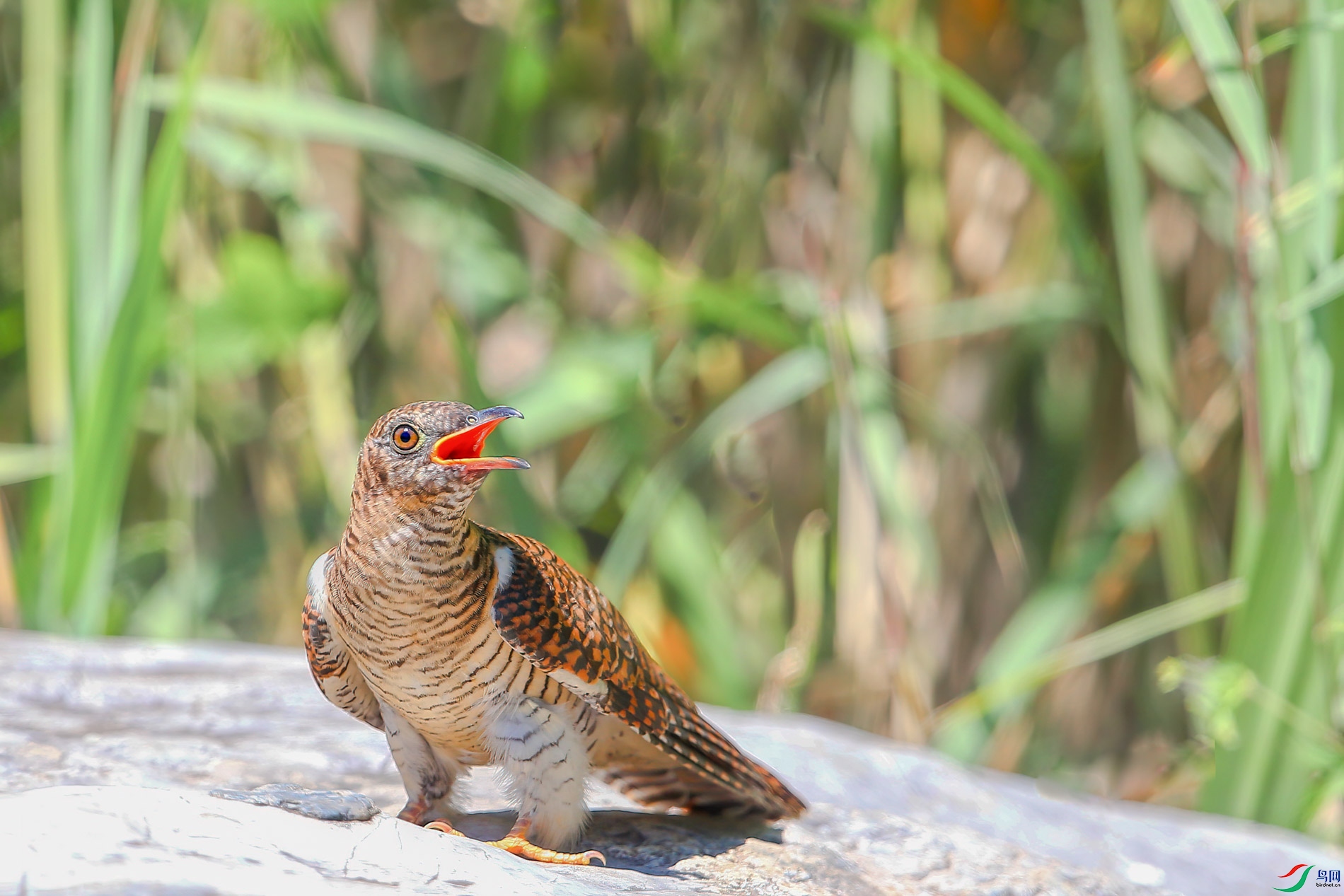 AQ4P3165-1.jpg