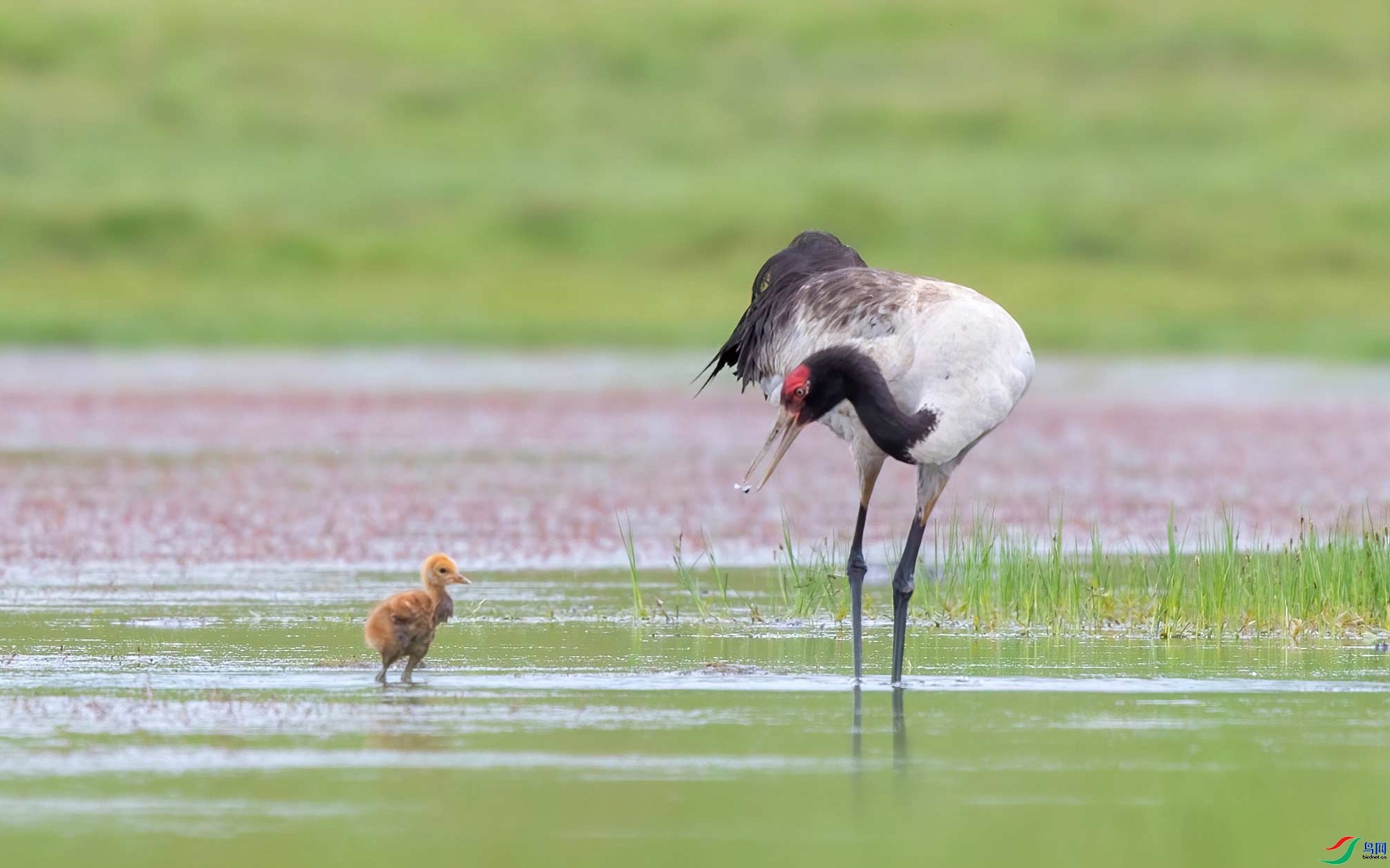 9.10�ɶ��Ͻ���ʦ��Ʒ   �������� ��ף���ٻ����������.jpg