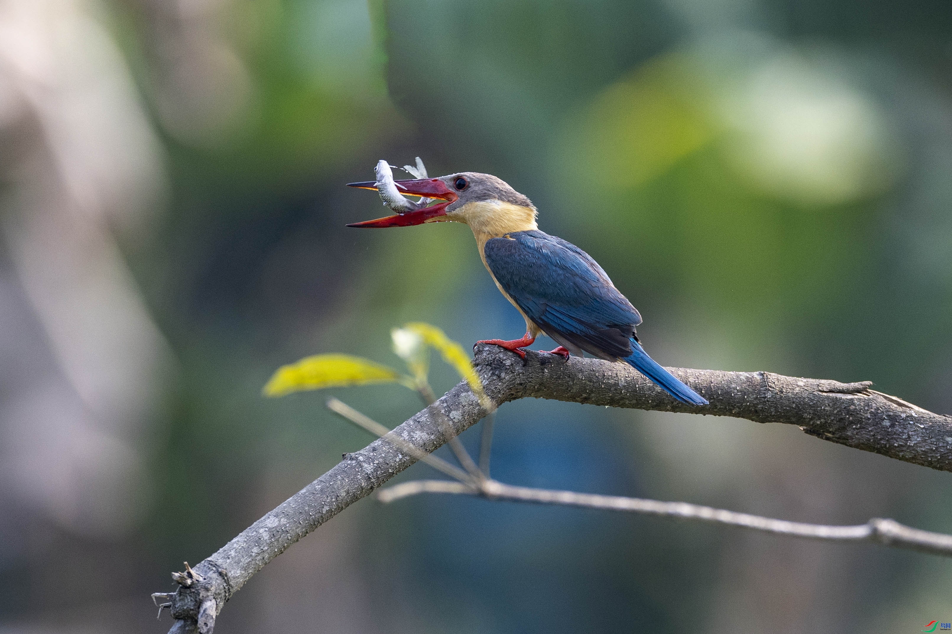 9.10������ʦ��Ʒ   ��� ��ף���ٻ����Ѿ�����.jpg