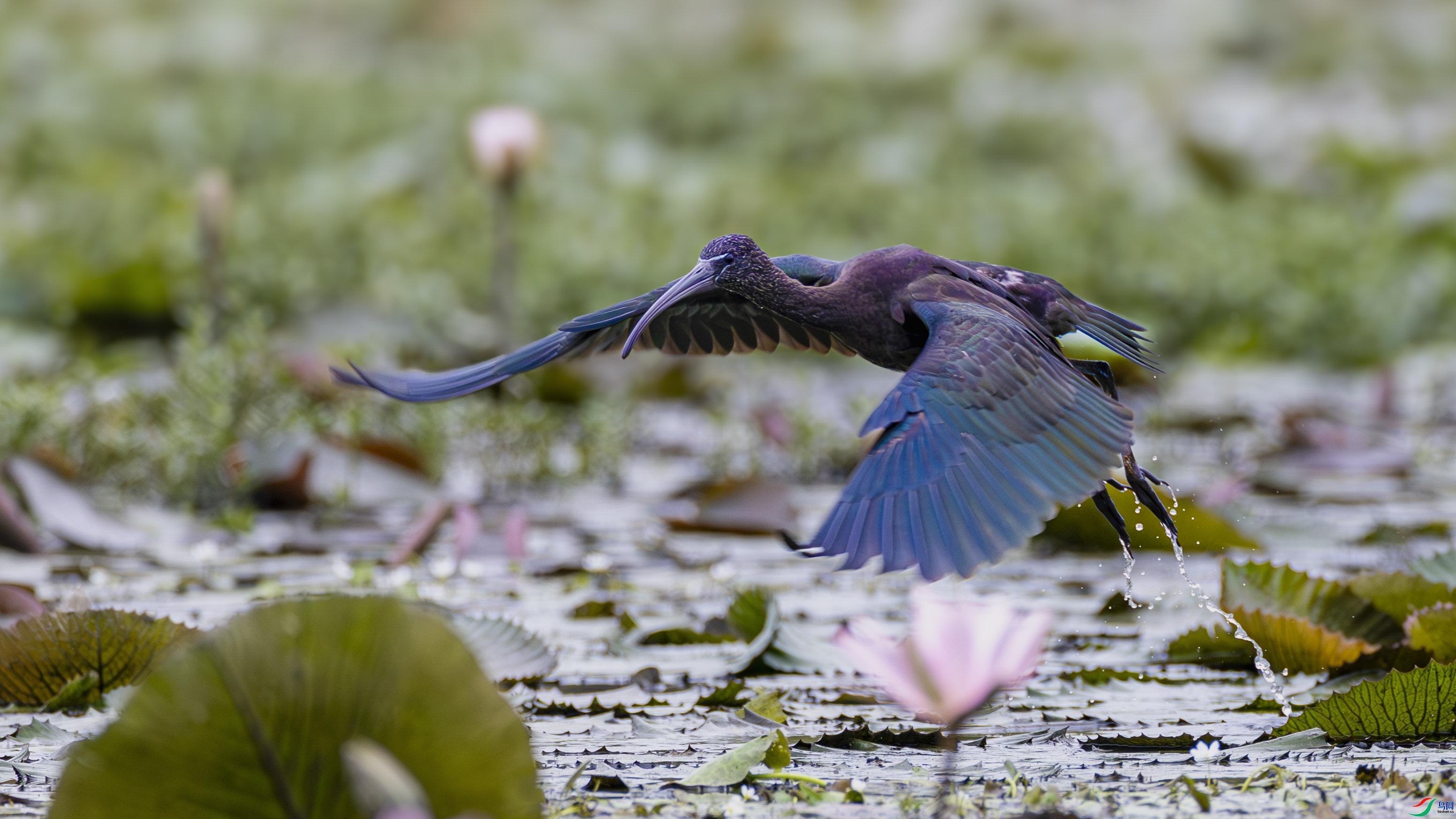 9.11������ʦ��Ʒ   һԾ���� ��ף���ٻ����Ѿ�����.jpg