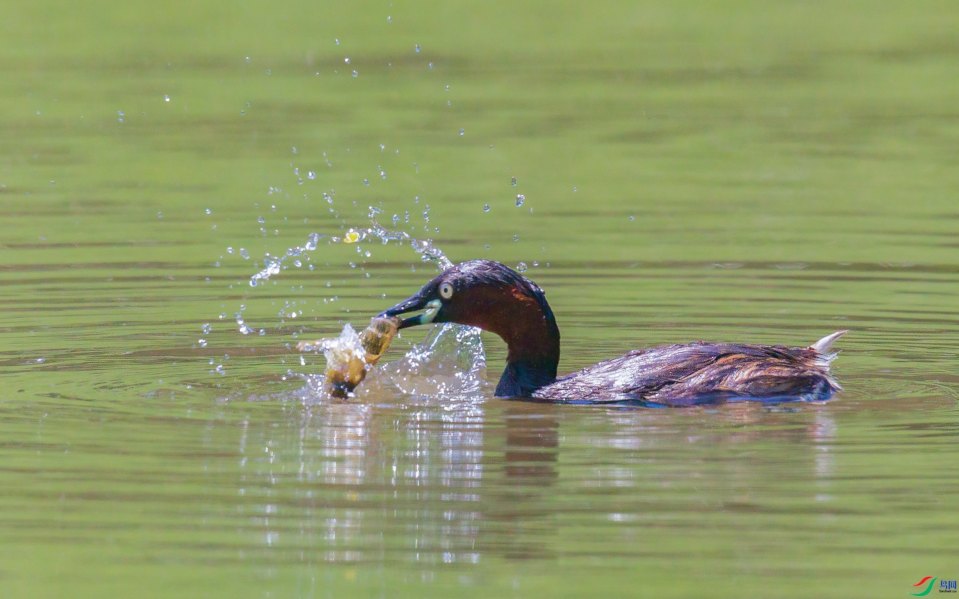 9.12�ƽ�Ҷ��ʦ��Ʒ   СPT����С��Ϻ ��ף���ٻ����Ѿ�����.jpg