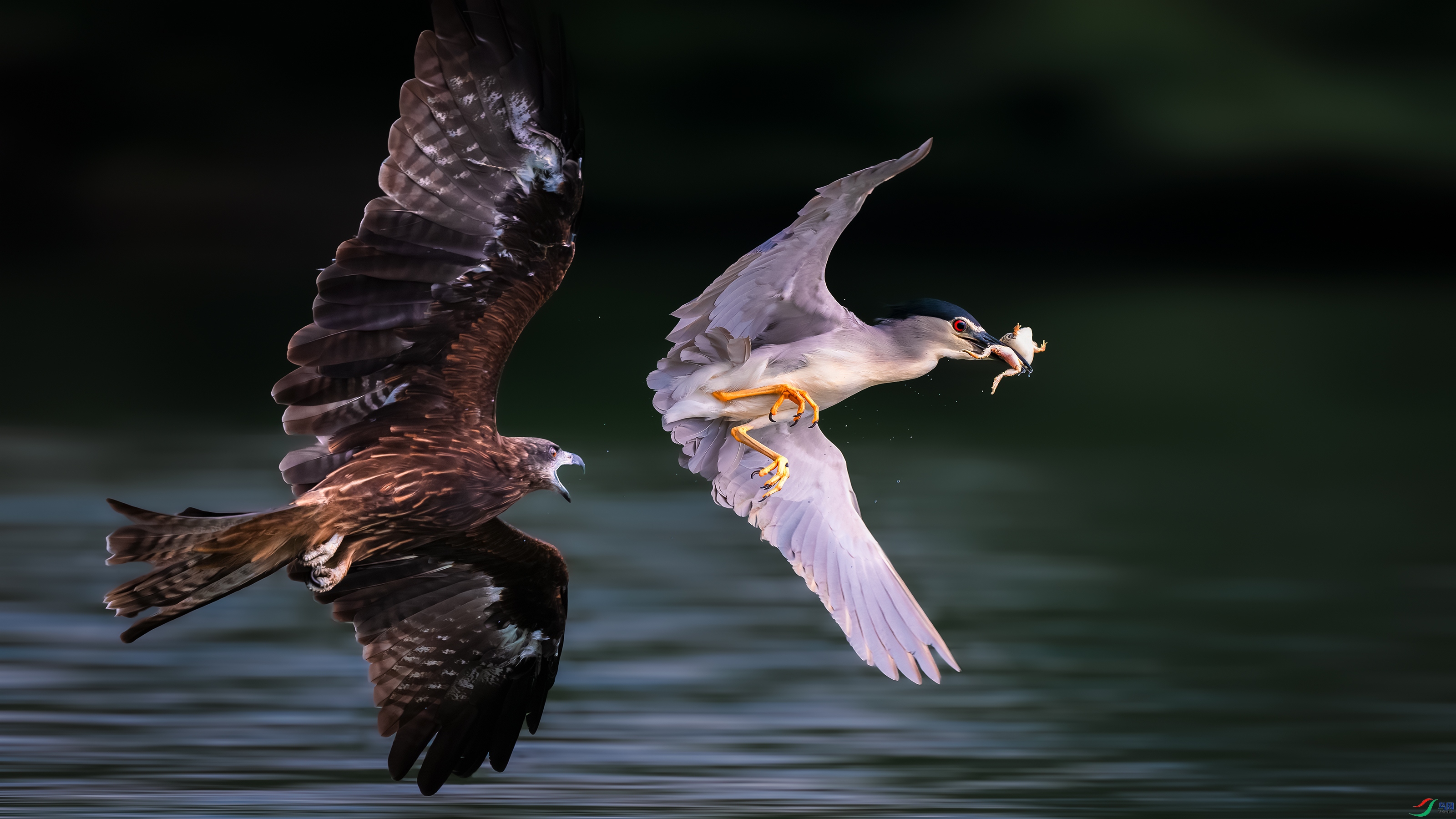 DSC_8846-����ǿ-NR ����.jpg