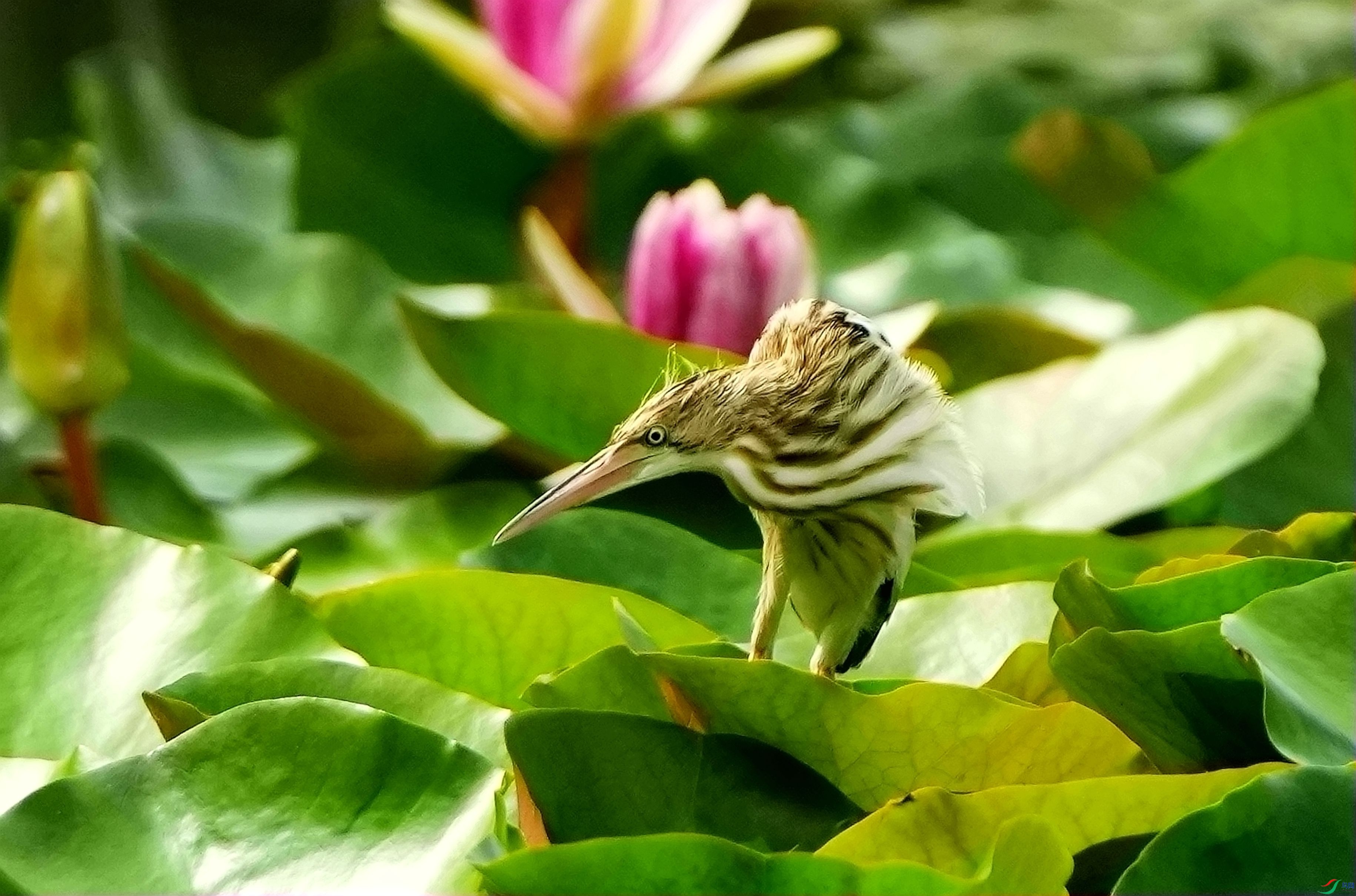 ����ע��Ŀ��DSC03600_����.jpg