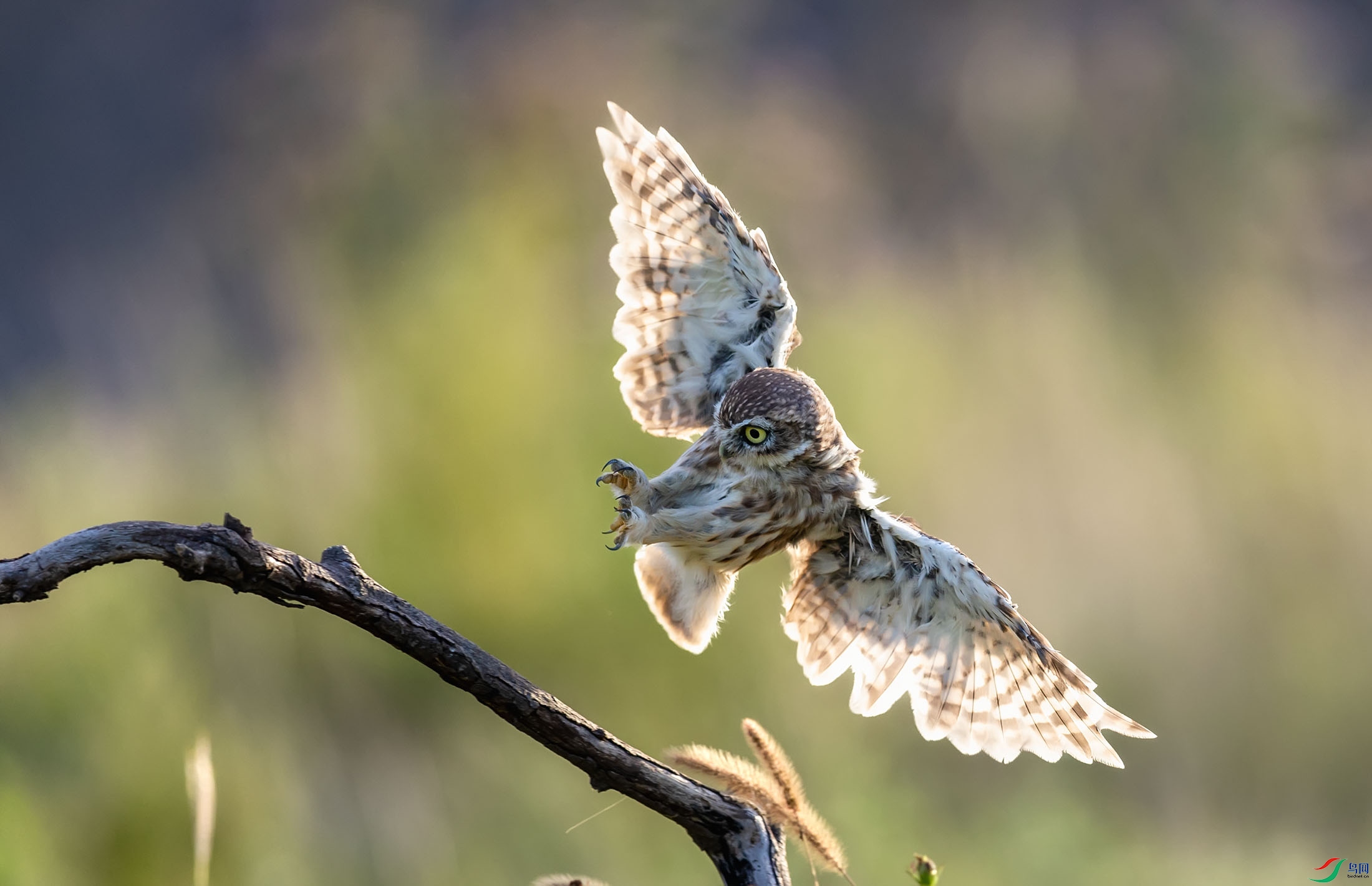 ���Ƹ�С�^