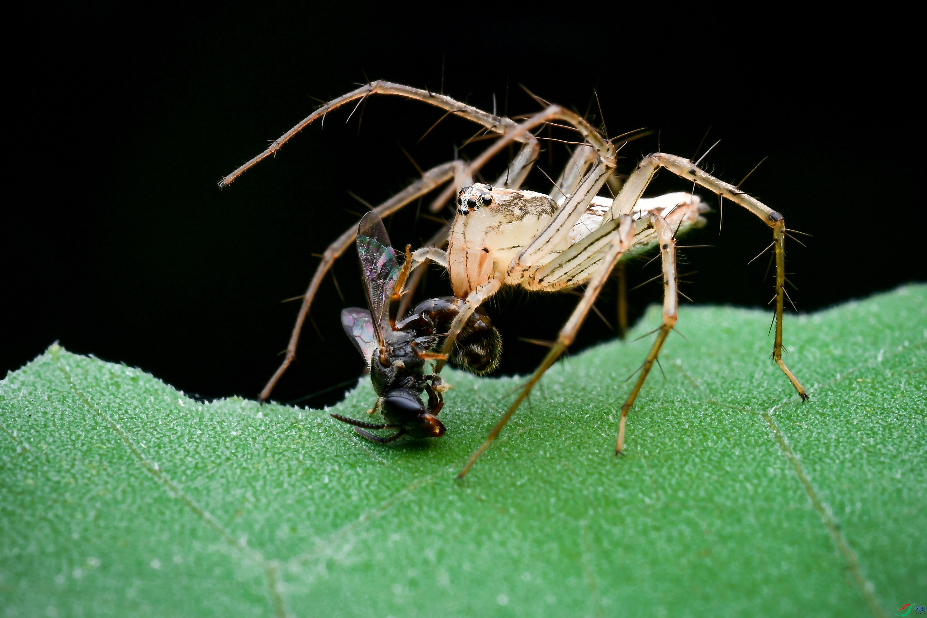DSC_9390-0.jpg