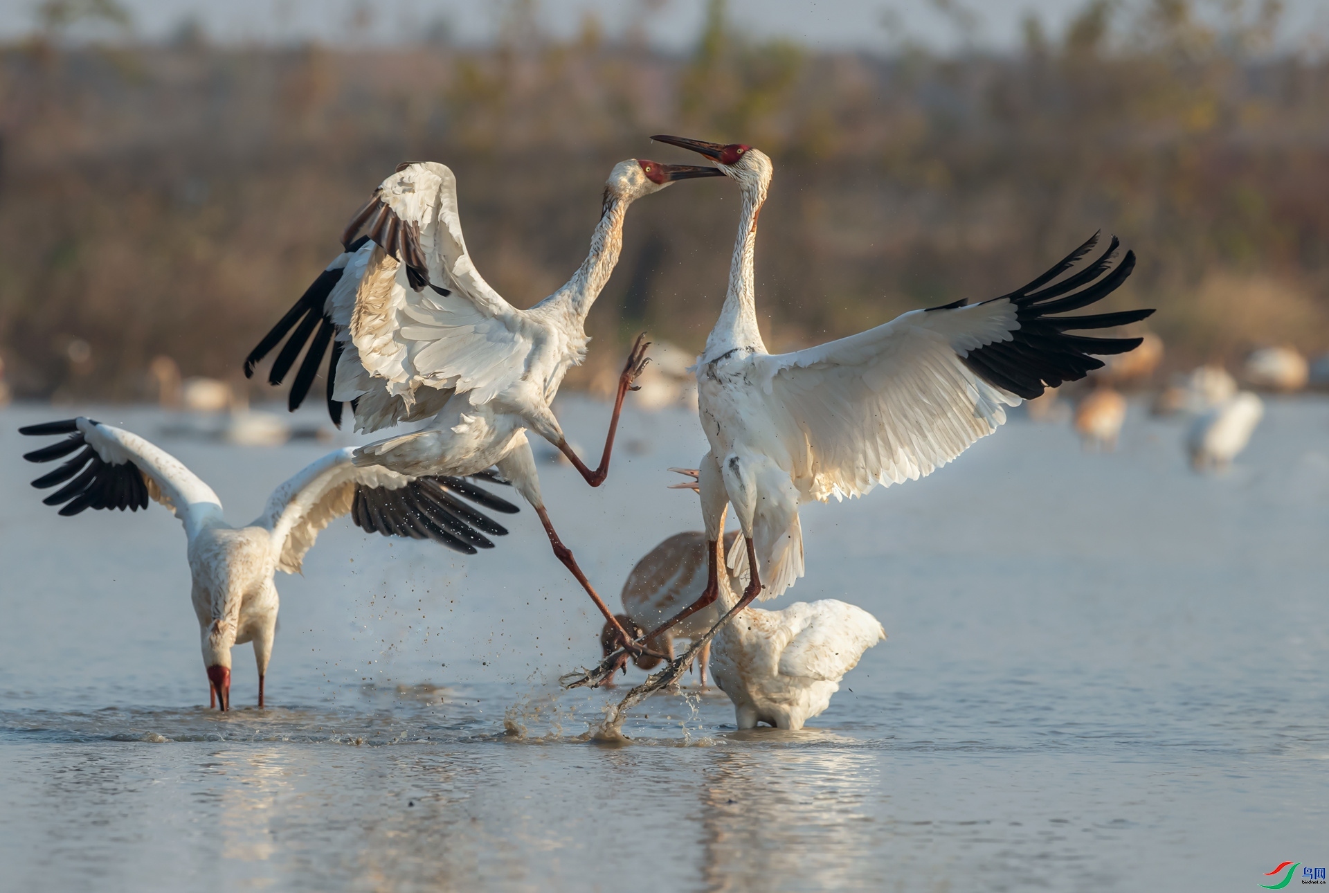 �ö�����  ���� ����.jpg