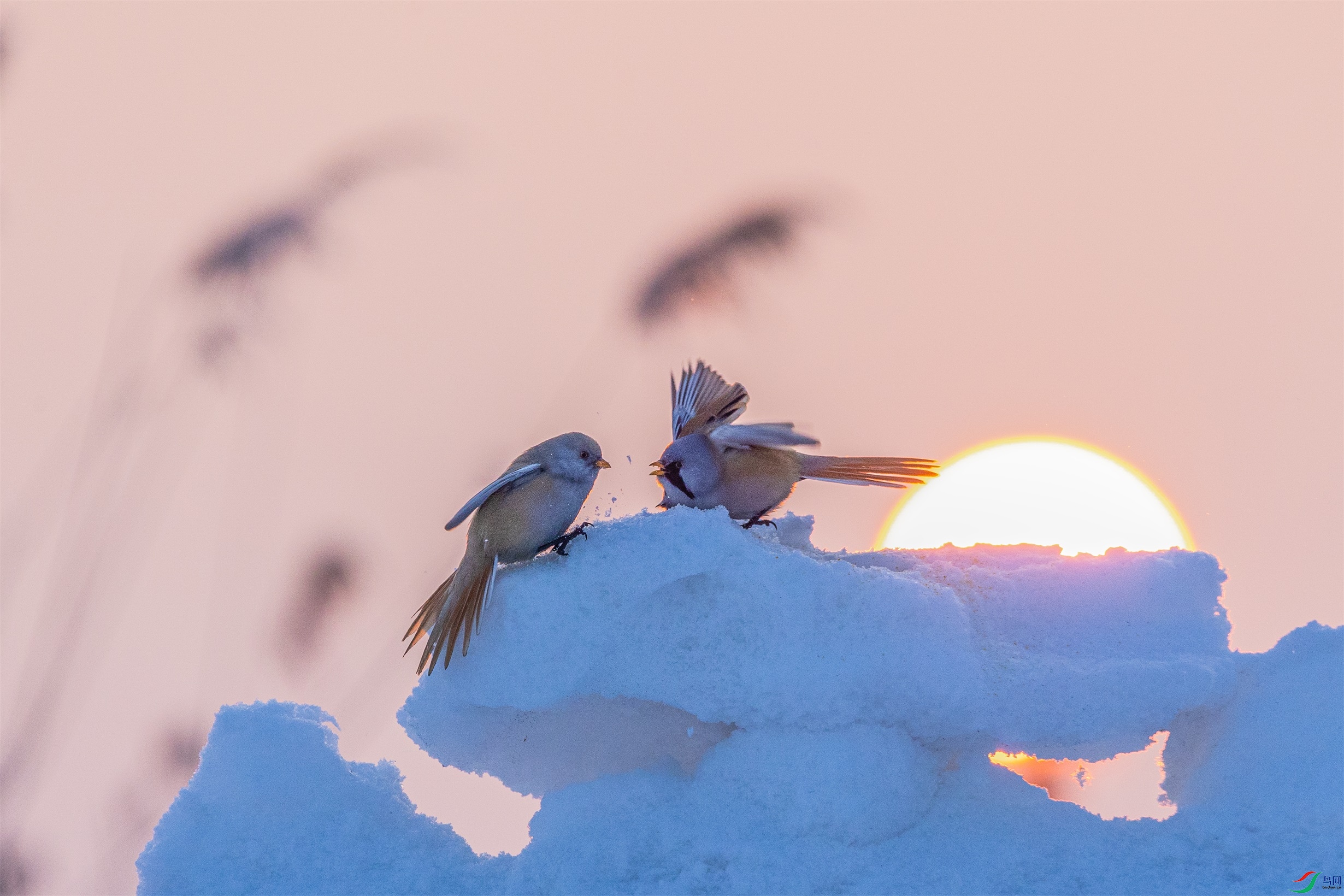 1K3A9500 ����1.jpg