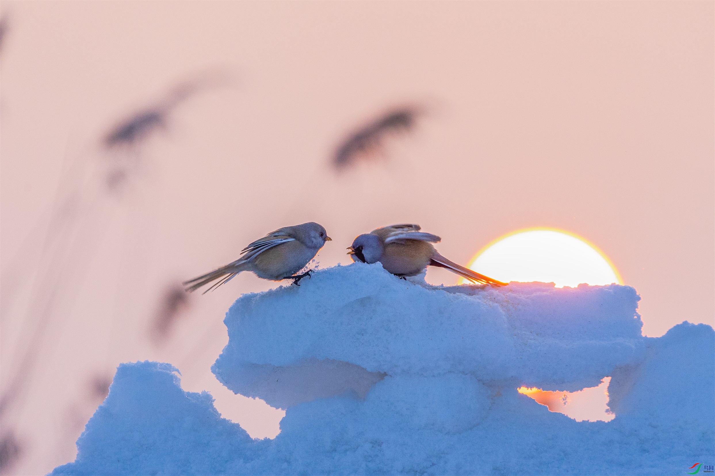 1K3A9499 ����1.jpg