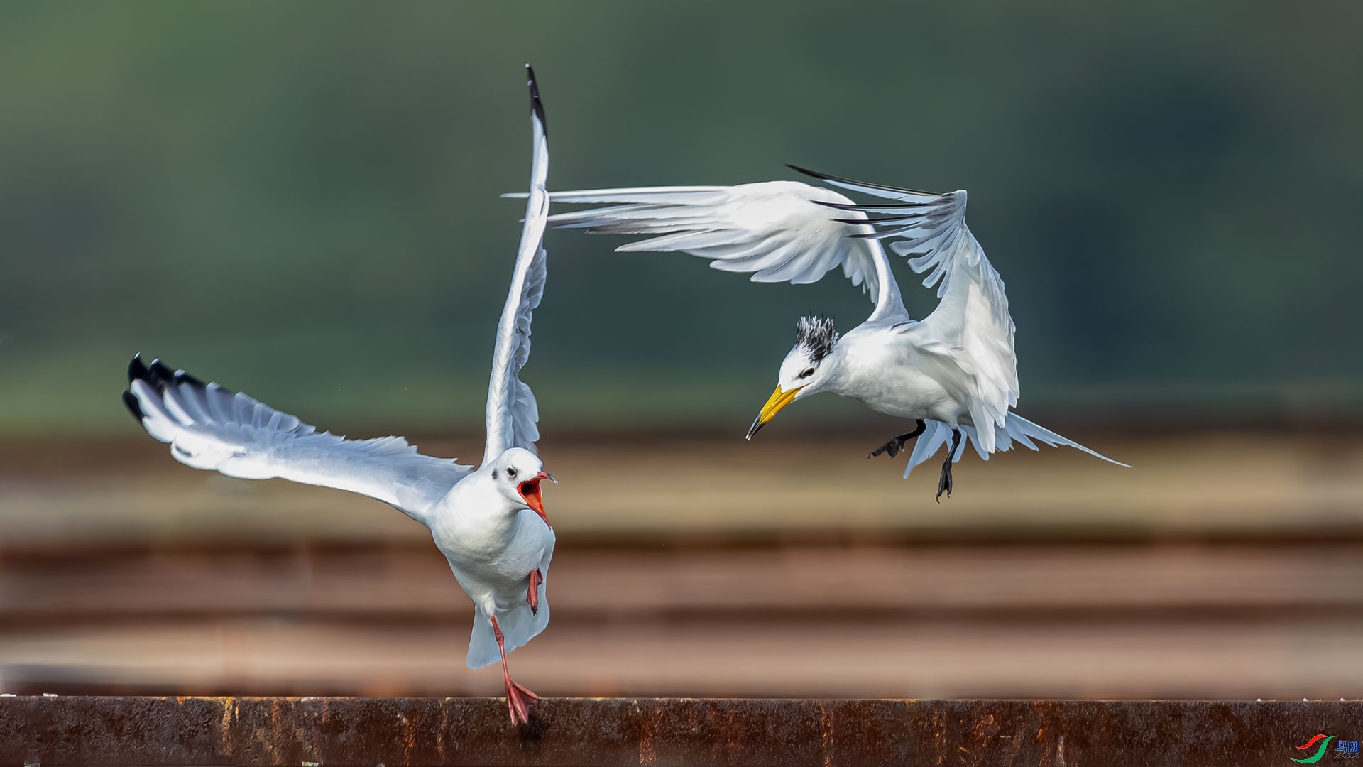 ������ ���� ɳ���Խ� ����.jpg