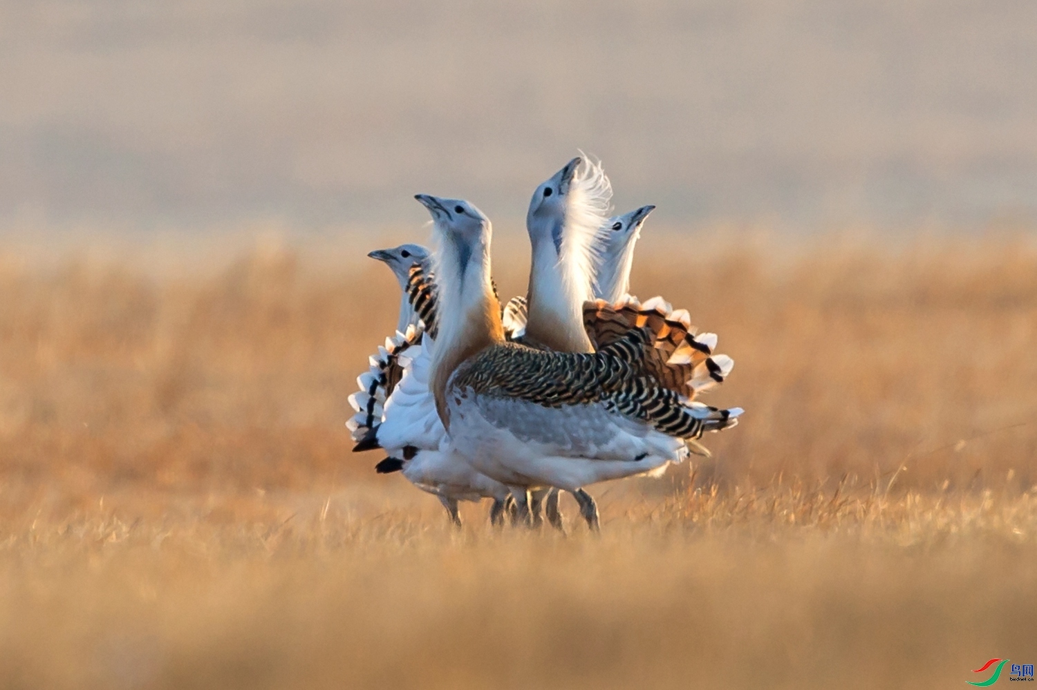 һ�仨 ���� ͧ�� ����.jpg