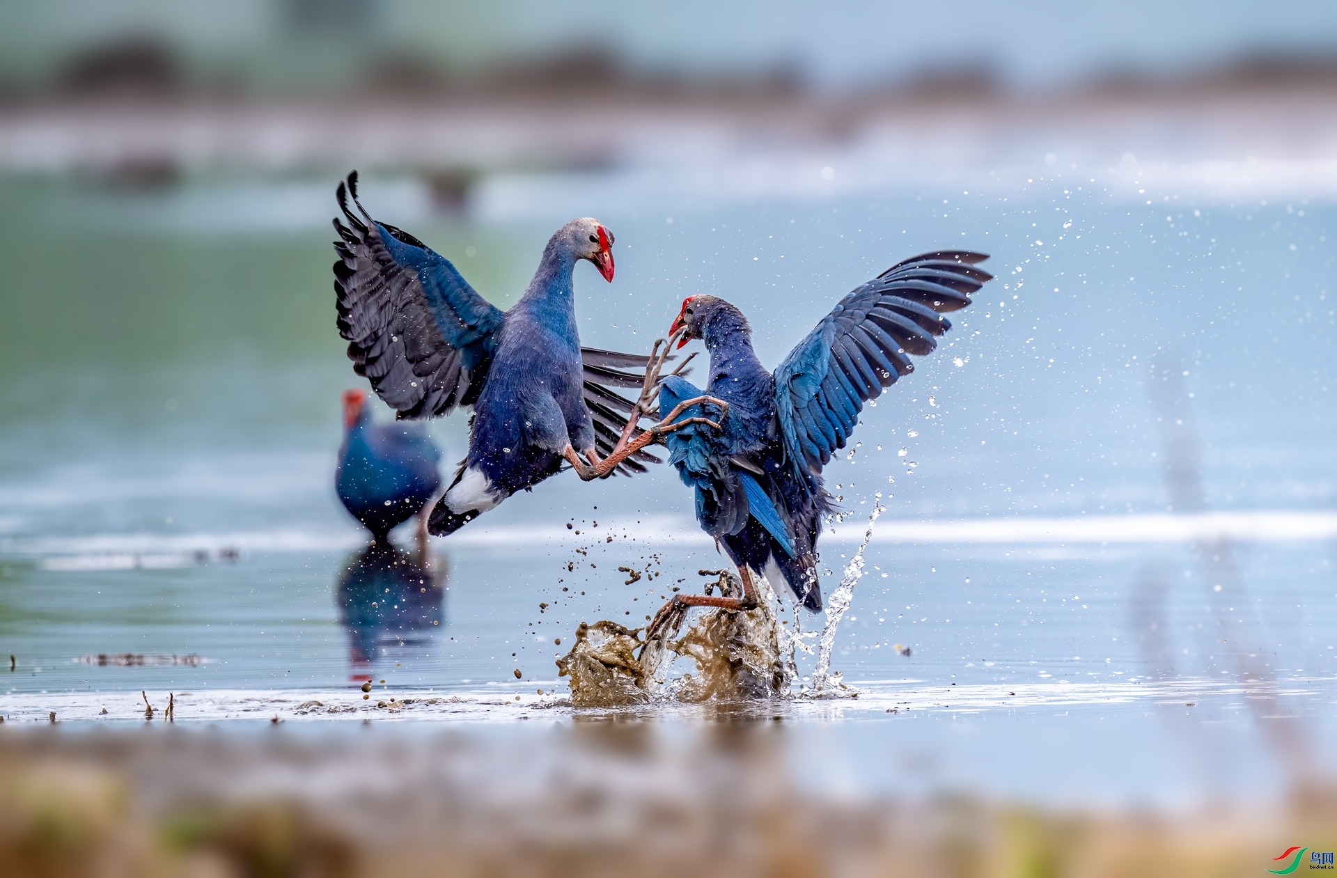 ˮ�ж�  ���� ����.jpg