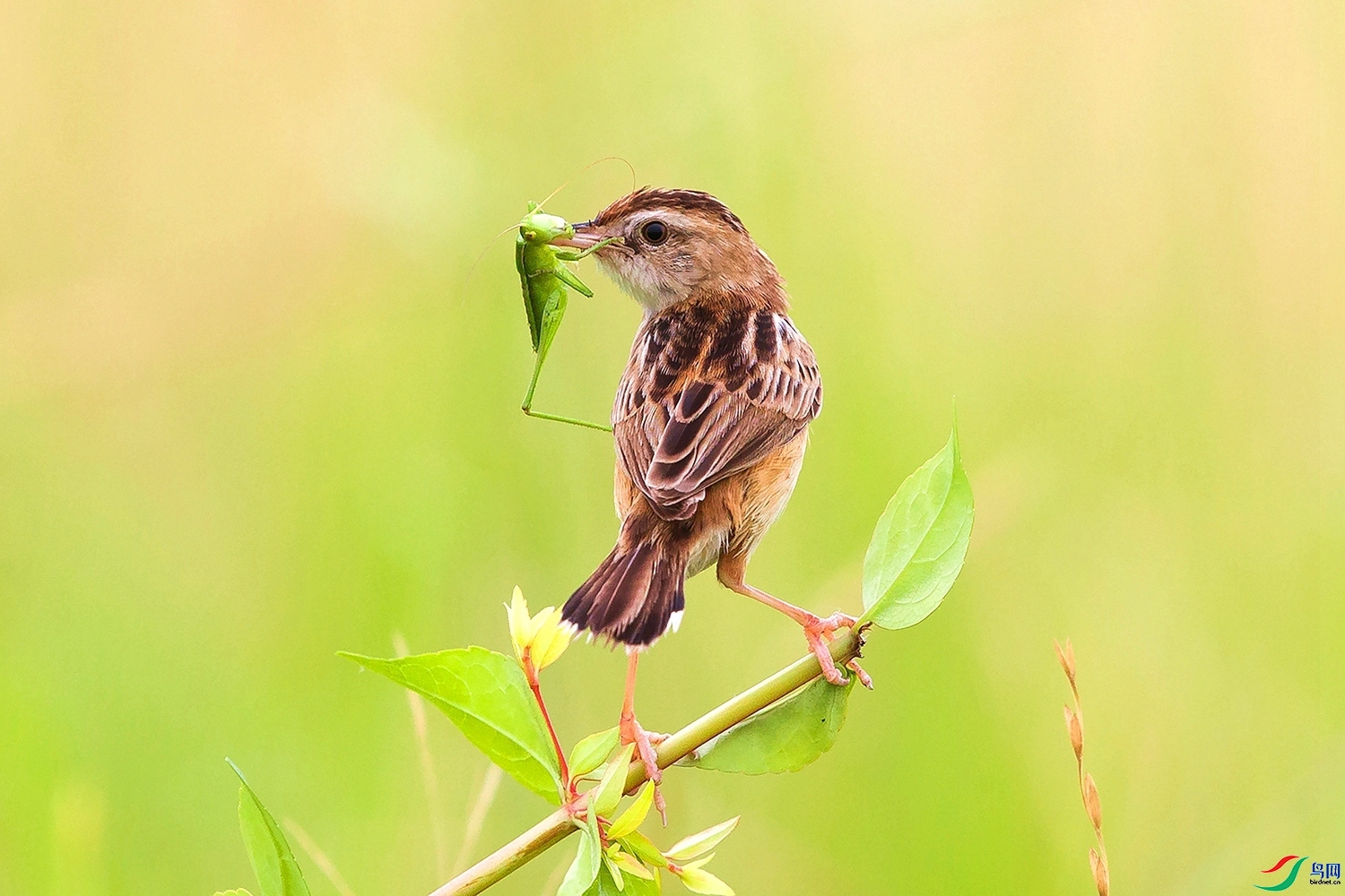 ������  ���� ͧ�� ����.jpg