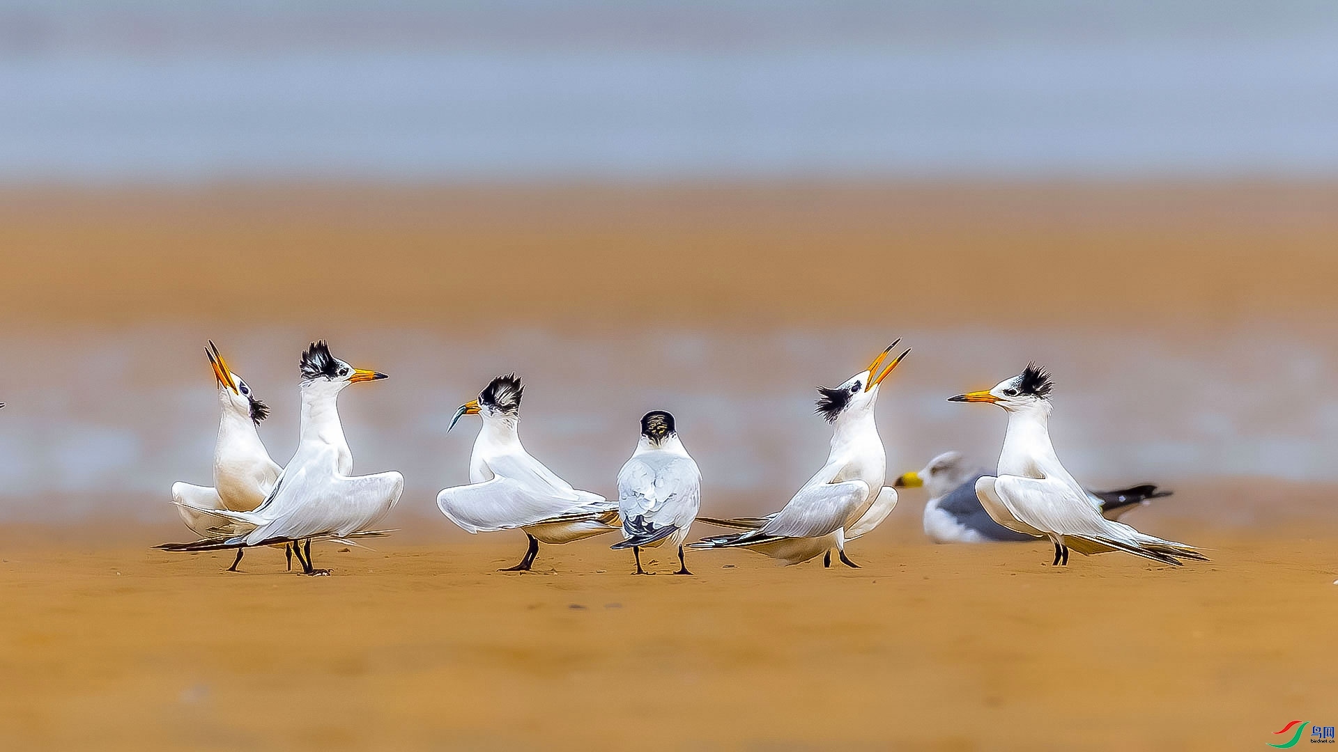 �����ĺ�̲ ���� ɳ���Խ� ����.jpg