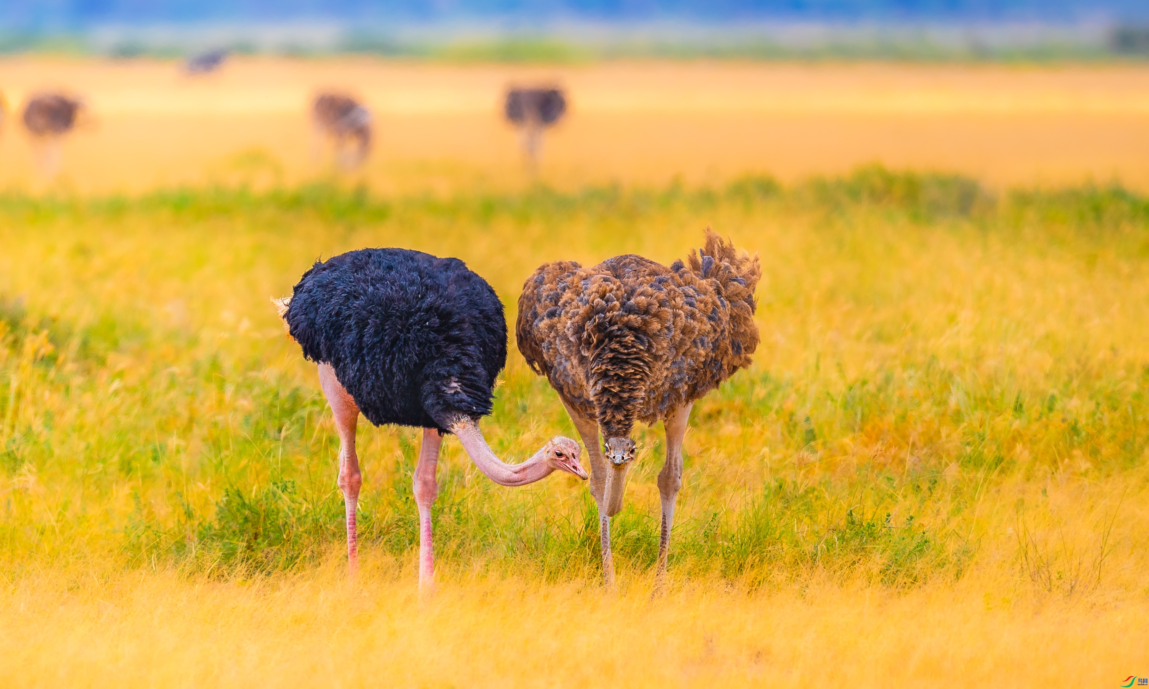 ��������  ���� ��������bj ����.jpg