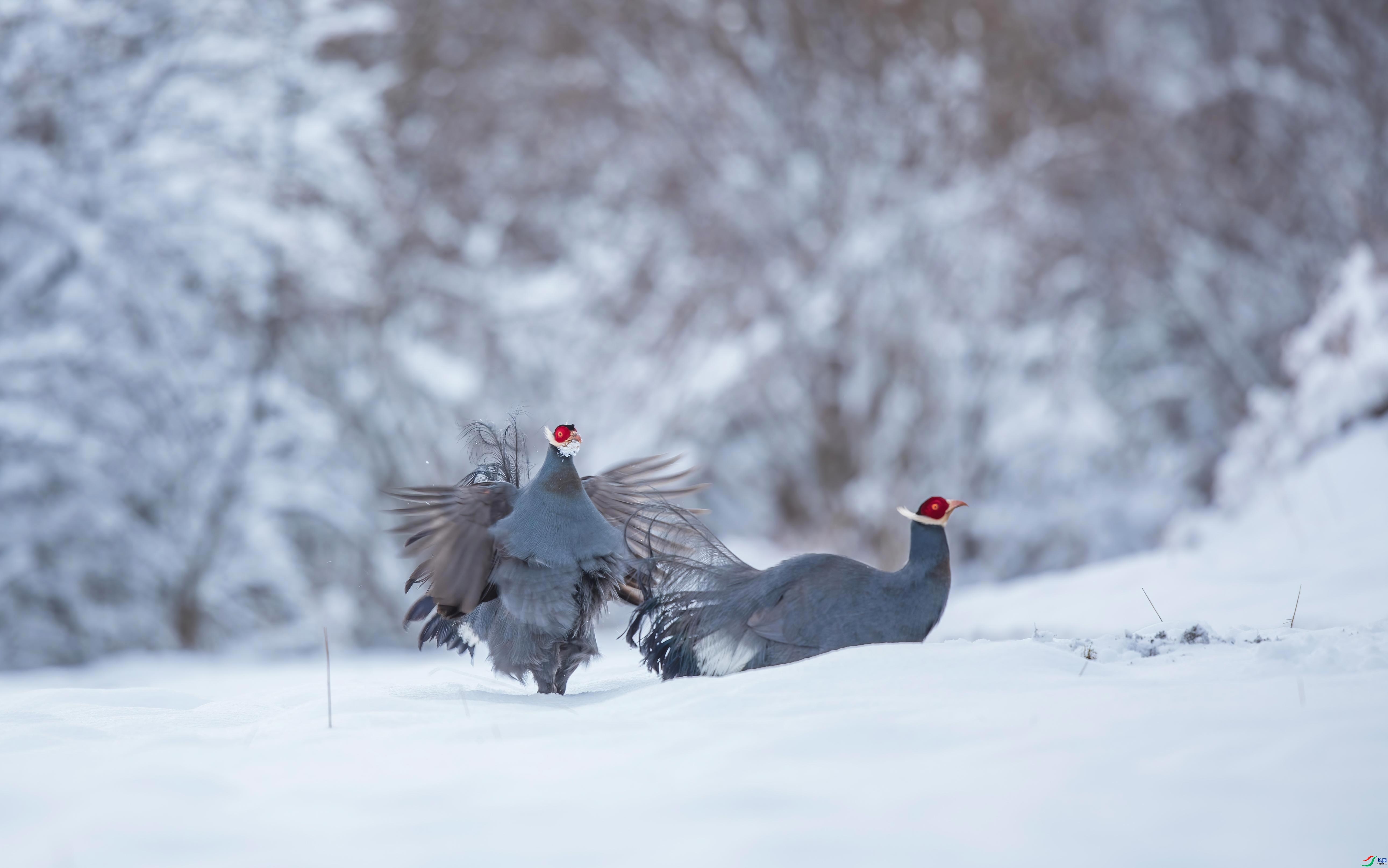 �������� ���� �ɶ��Ͻ� ����.jpg